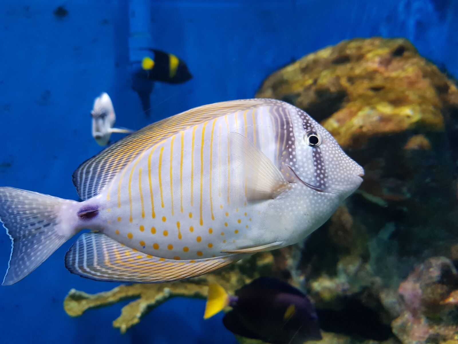 Samsung Galaxy S8+ sample photo. Fish, aquarium, exotic fish photography