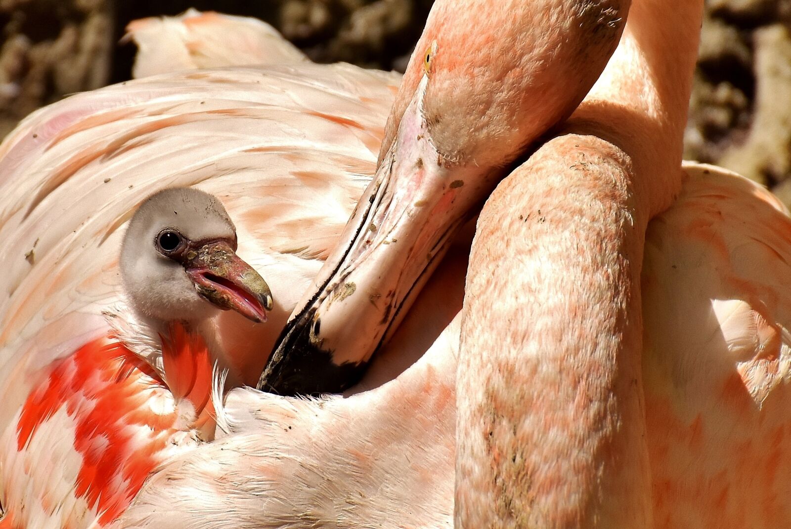 Nikon D7200 sample photo. Flamingos, chicks, cute photography
