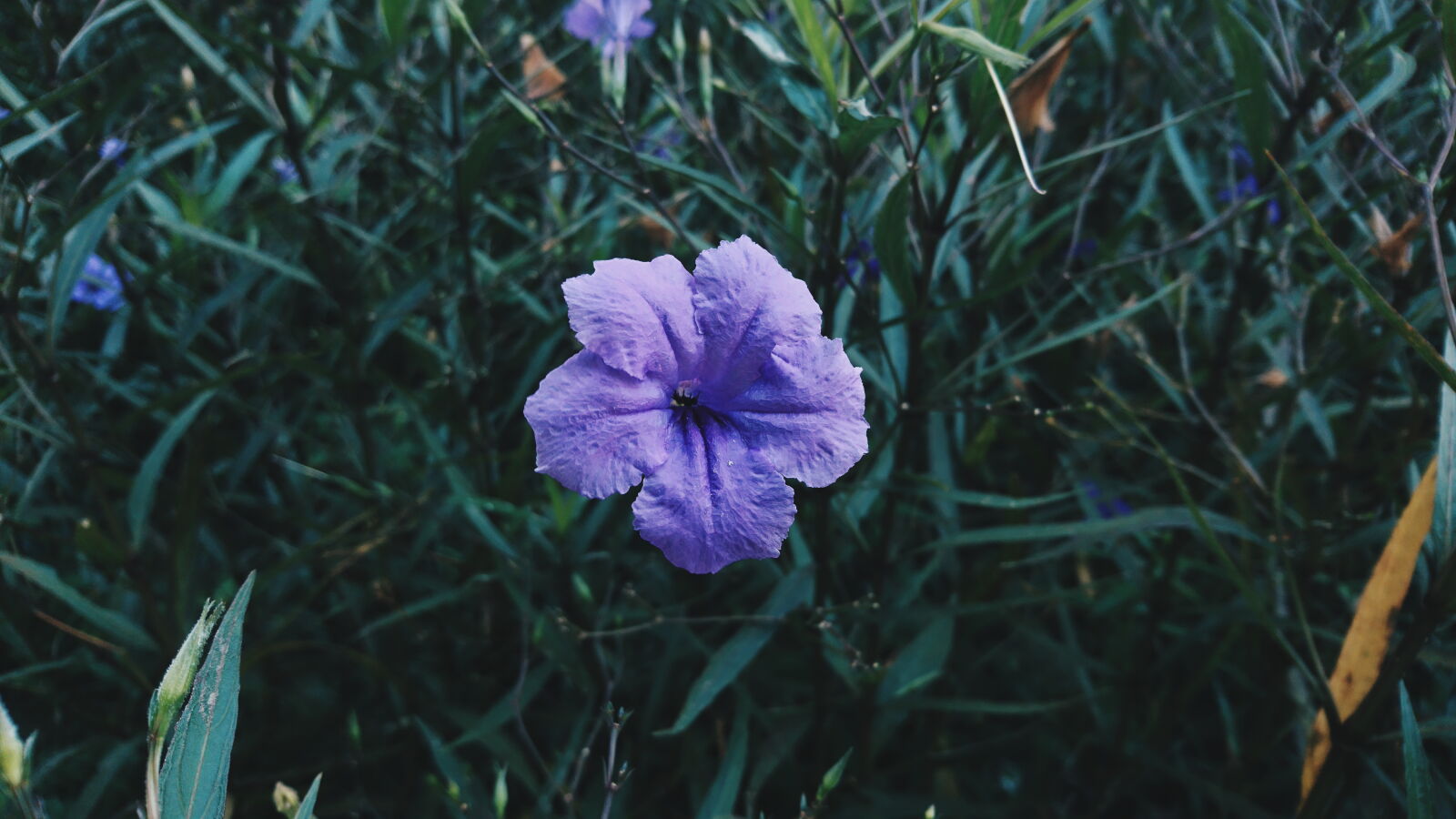 Sony Xperia X sample photo. Green, purple, flower, purple photography