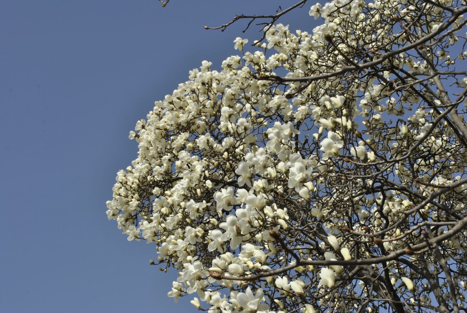 Nikon D3000 sample photo. Magnolia, flowers, white photography