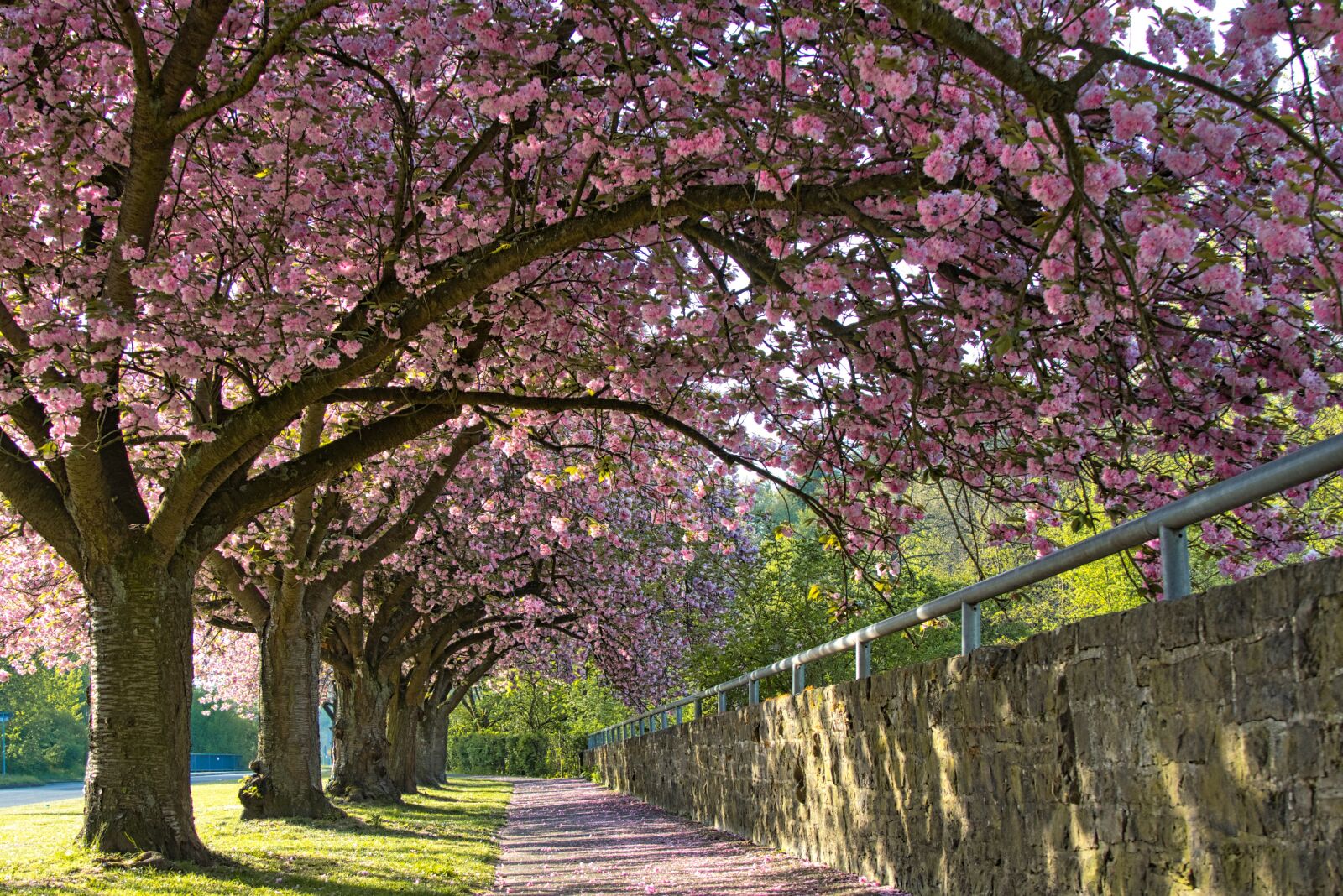 Sony a6400 sample photo. Cherry blossoms, cherry blossom photography