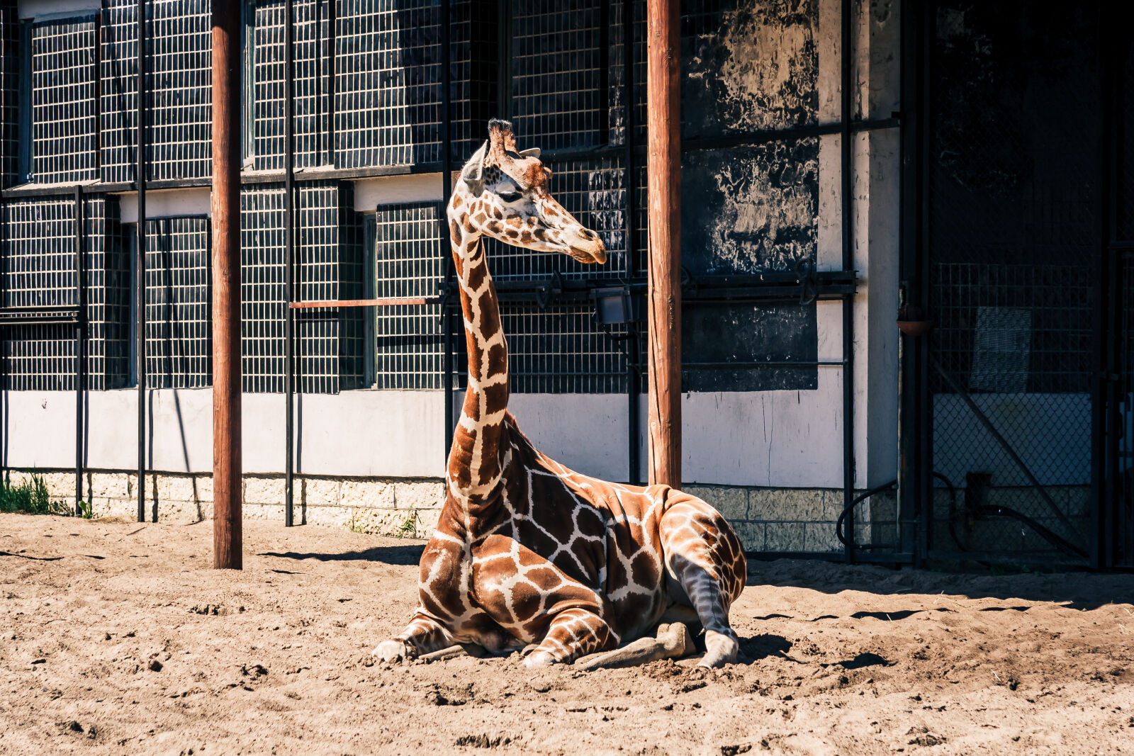 Canon EF-S 17-85mm F4-5.6 IS USM sample photo. Giraffe, zoo photography