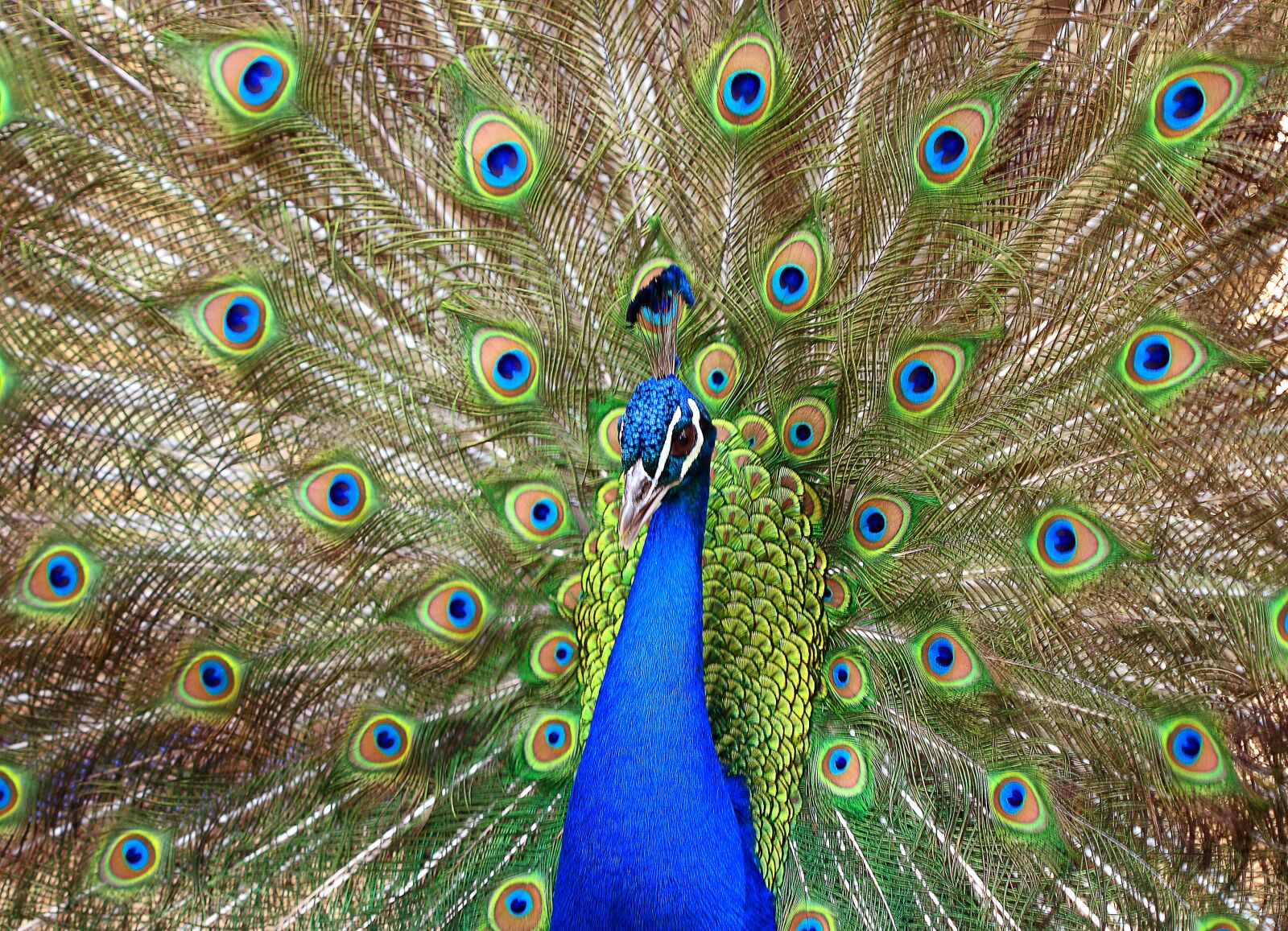 Canon EOS 400D (EOS Digital Rebel XTi / EOS Kiss Digital X) sample photo. Peacock, lisbon, portugal photography