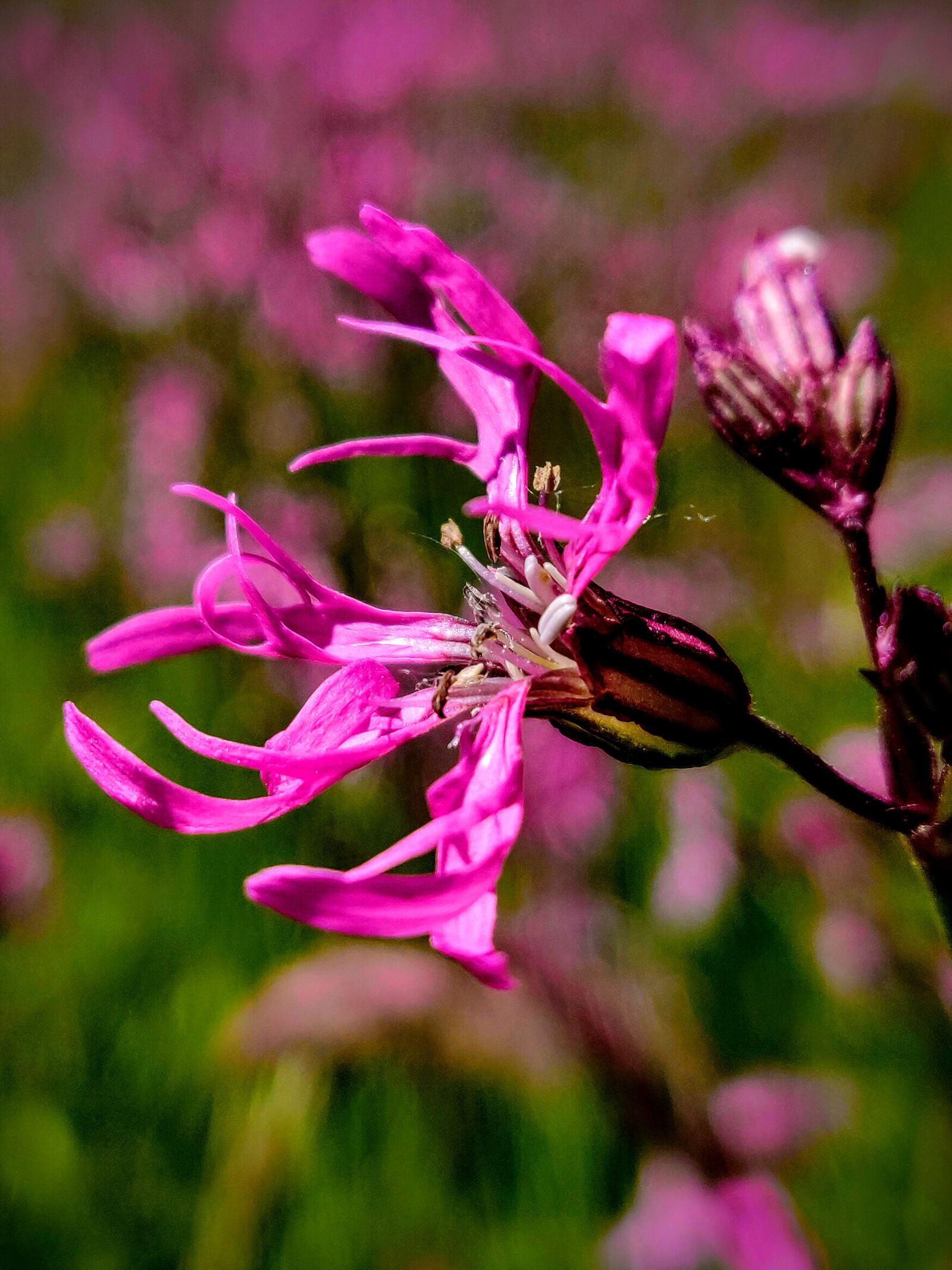 OnePlus 6 sample photo. Kuckuckslichtnelke, flower, pink photography