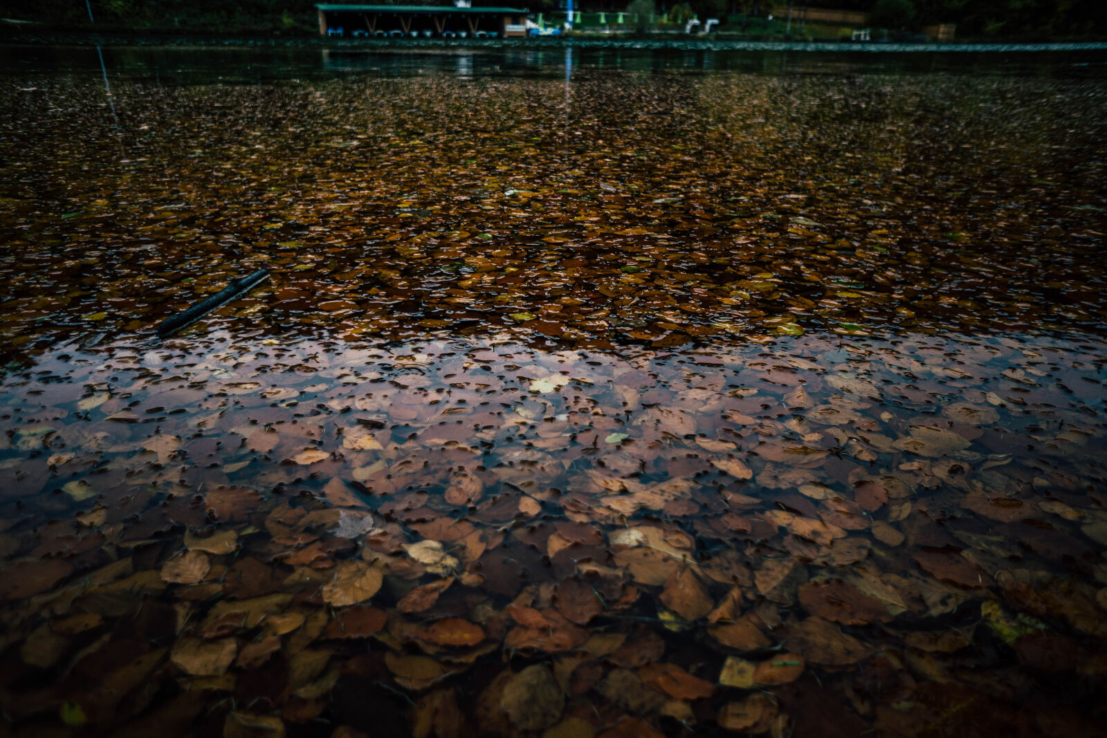 Sony a7R + Sony E 16mm F2.8 sample photo. Autumn, lake, leaves, messenger photography