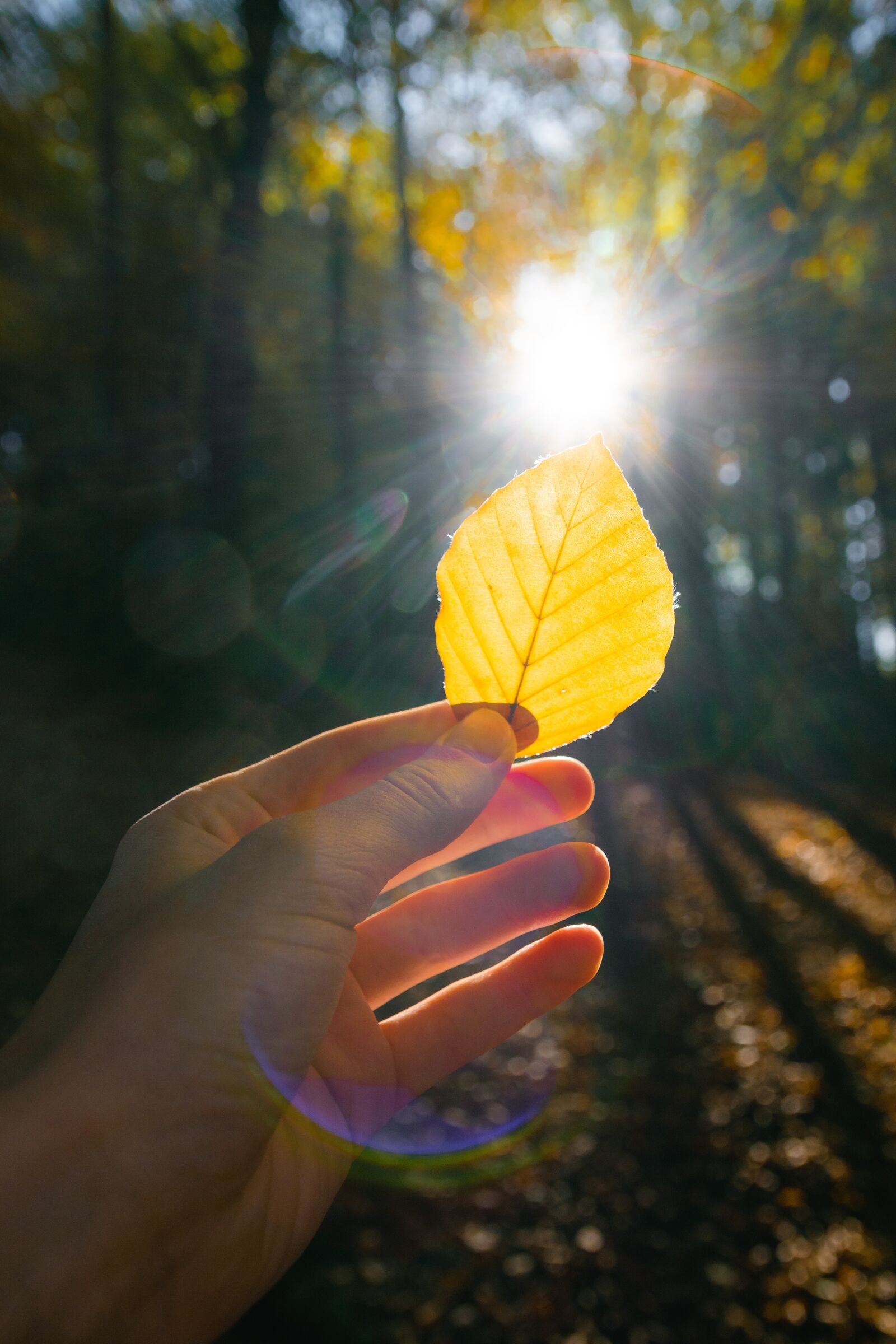 Nikon D3300 sample photo. Leaves, autumn, fall photography