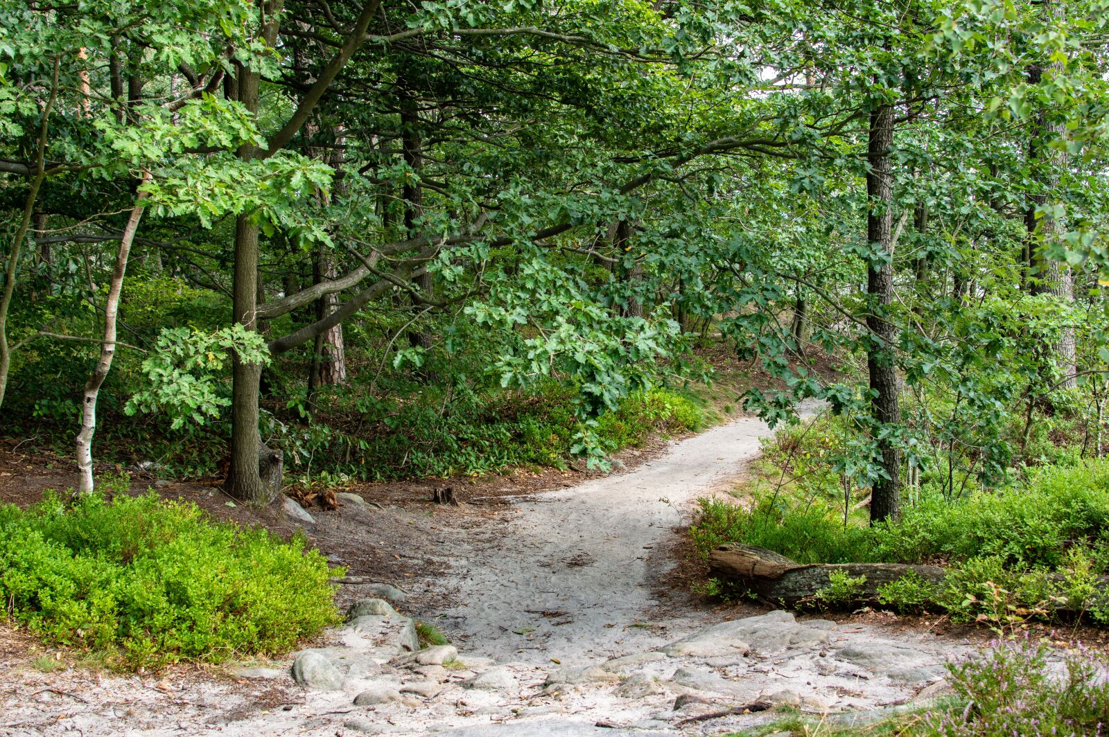 Nikon D3200 sample photo. Away, forest path, hiking photography