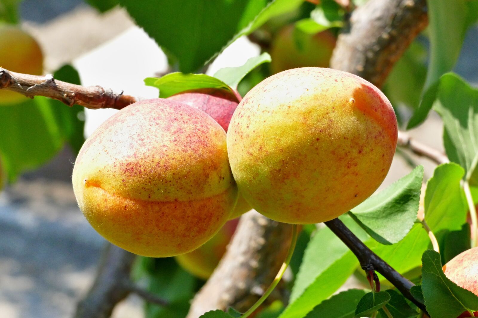 Panasonic Lumix DMC-FZ1000 sample photo. Apricot, fruit, tree photography