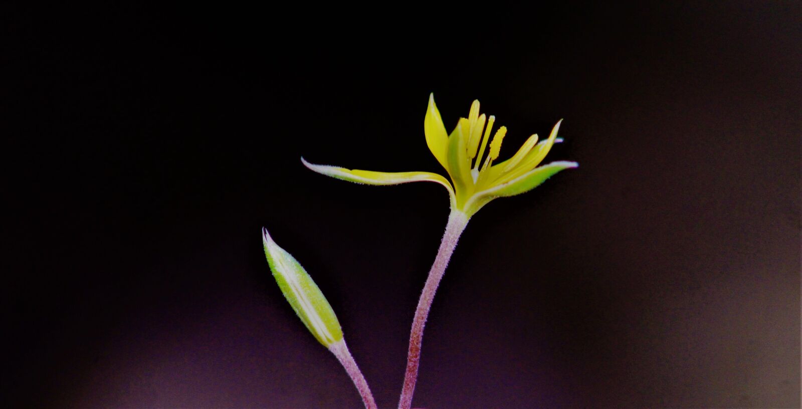 Canon EOS 1200D (EOS Rebel T5 / EOS Kiss X70 / EOS Hi) sample photo. Beautiful, flower, wallpaper photography
