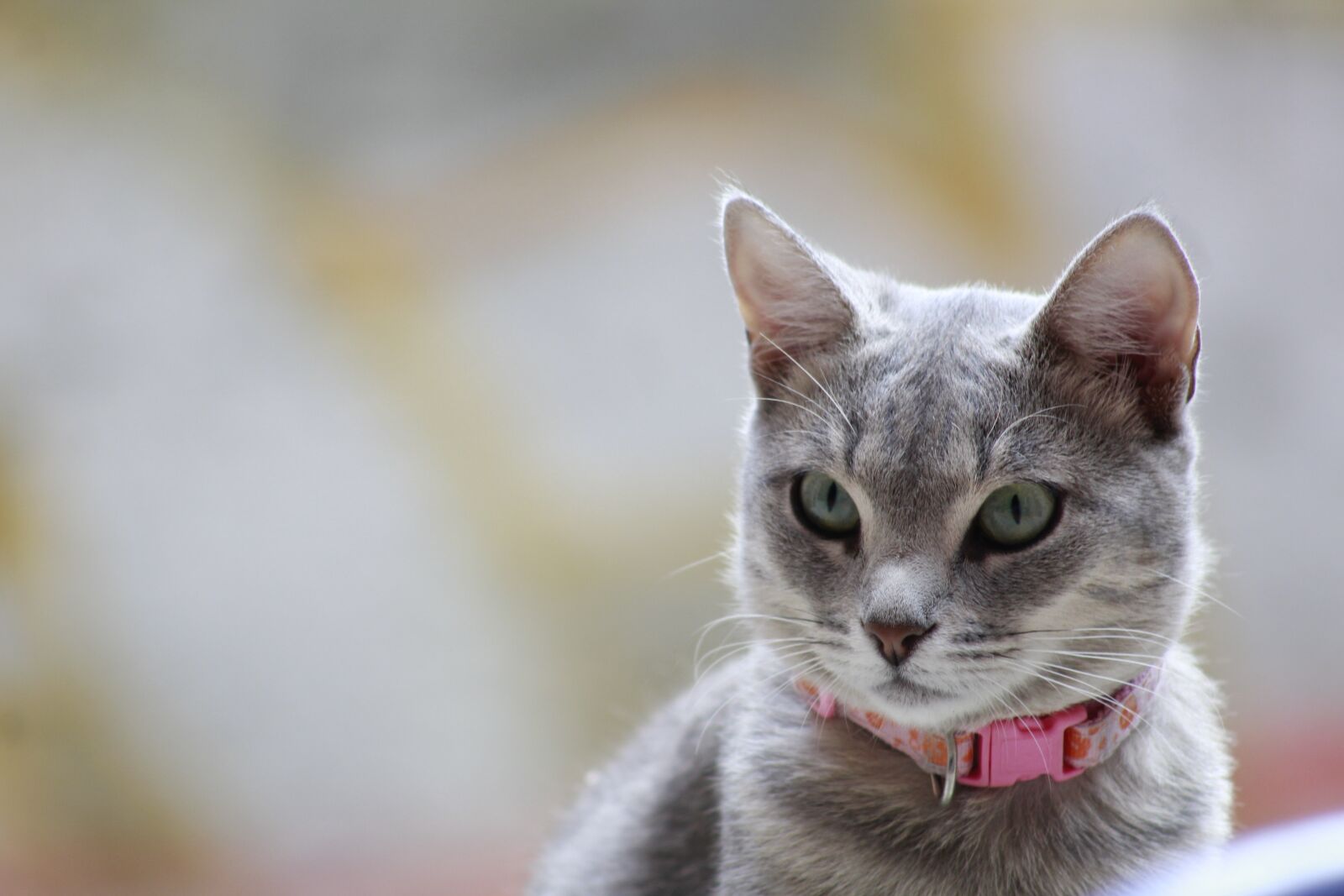 Canon EF 75-300mm f/4-5.6 sample photo. Cat, feline, pet photography