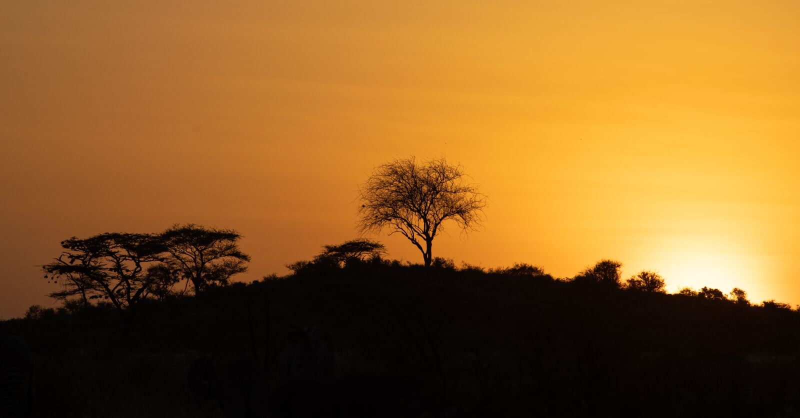 Canon EOS R sample photo. Sunrise, africa, samburu photography
