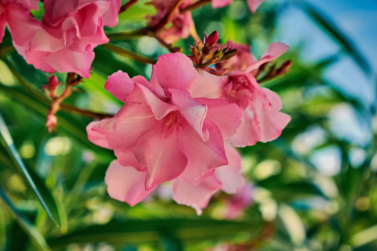 Nikon D7200 sample photo. Flower, color, plant photography