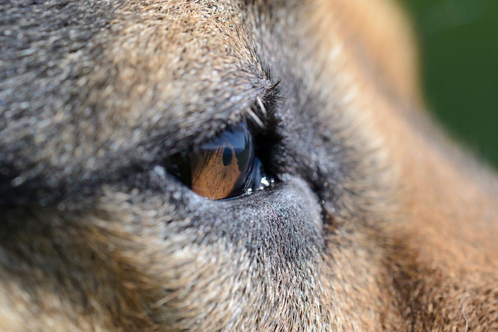Nikon D3100 sample photo. Eye, dog, animal photography