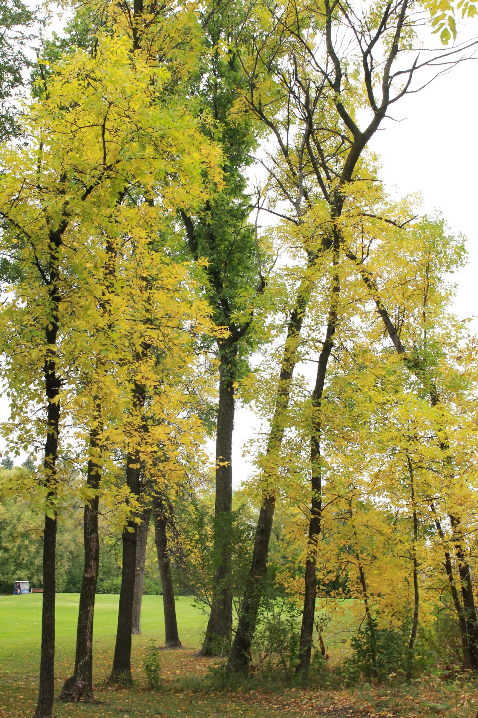 Canon EOS 550D (EOS Rebel T2i / EOS Kiss X4) sample photo. Autumn, yellow, nature photography