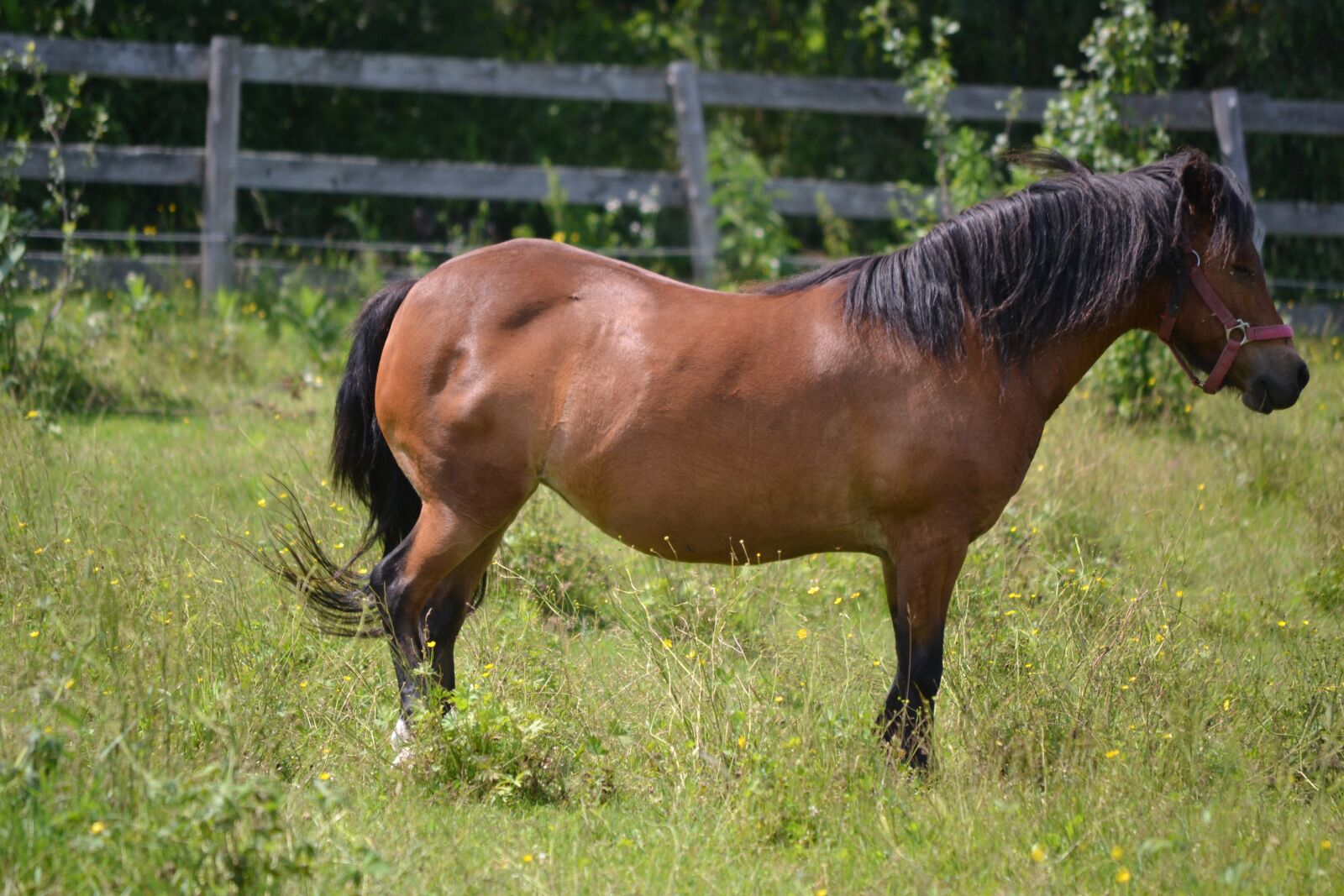 Nikon D3100 sample photo. Animal, bay, horse photography