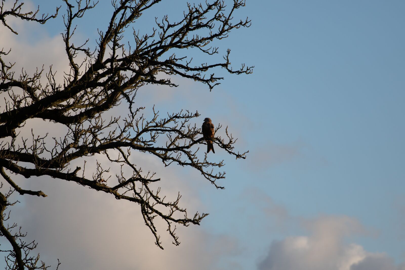 Canon EOS 7D Mark II + Canon EF 70-200mm F4L USM sample photo. Red kite in tree photography