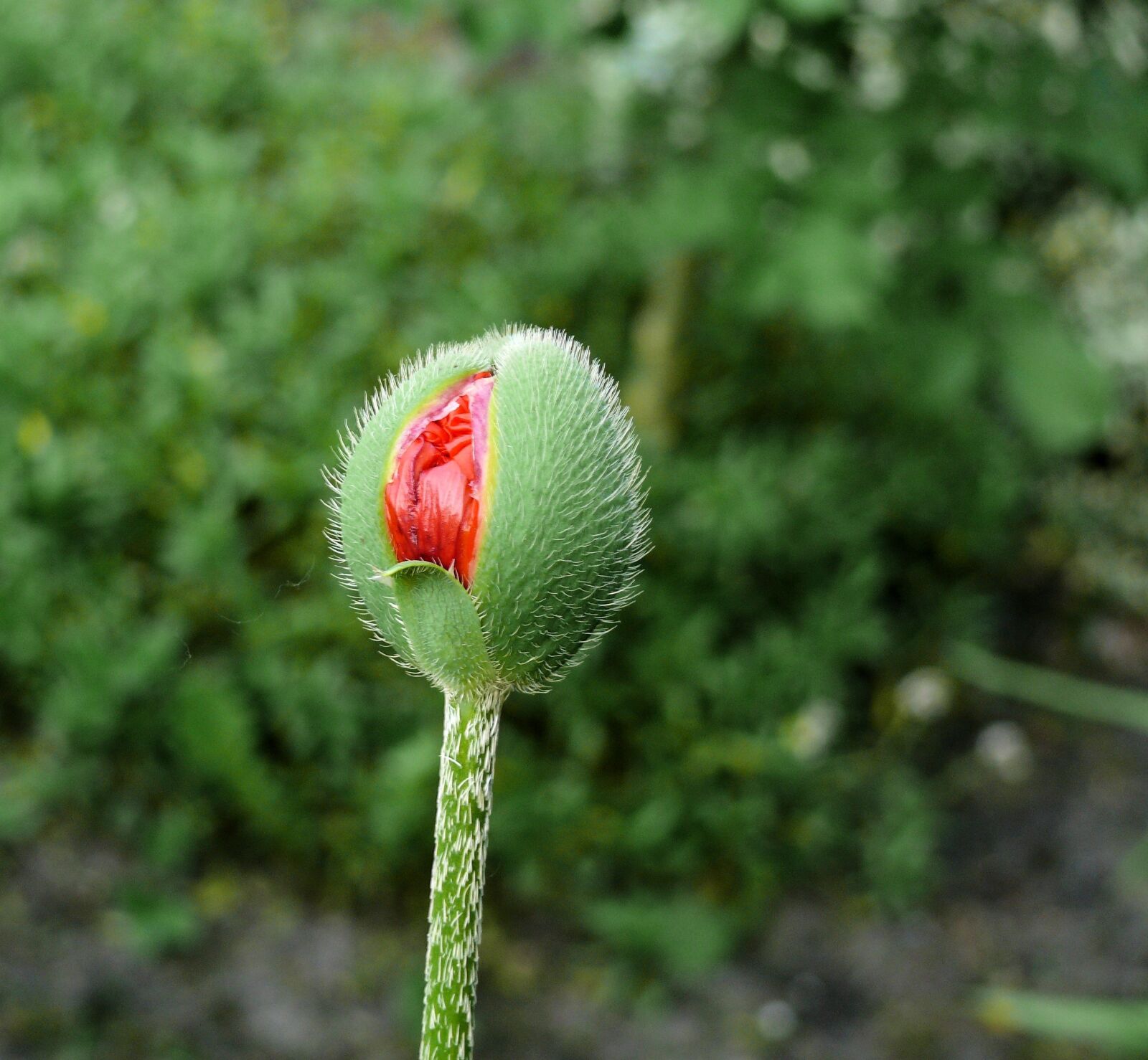 Panasonic DMC-FZ50 sample photo. Poppy, orange, red photography