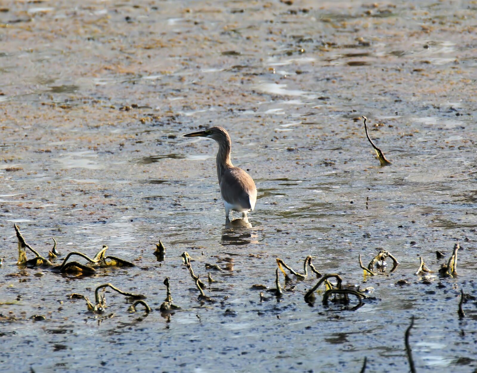Olympus OM-D E-M1 sample photo. Wetland, bird, wildlife photography