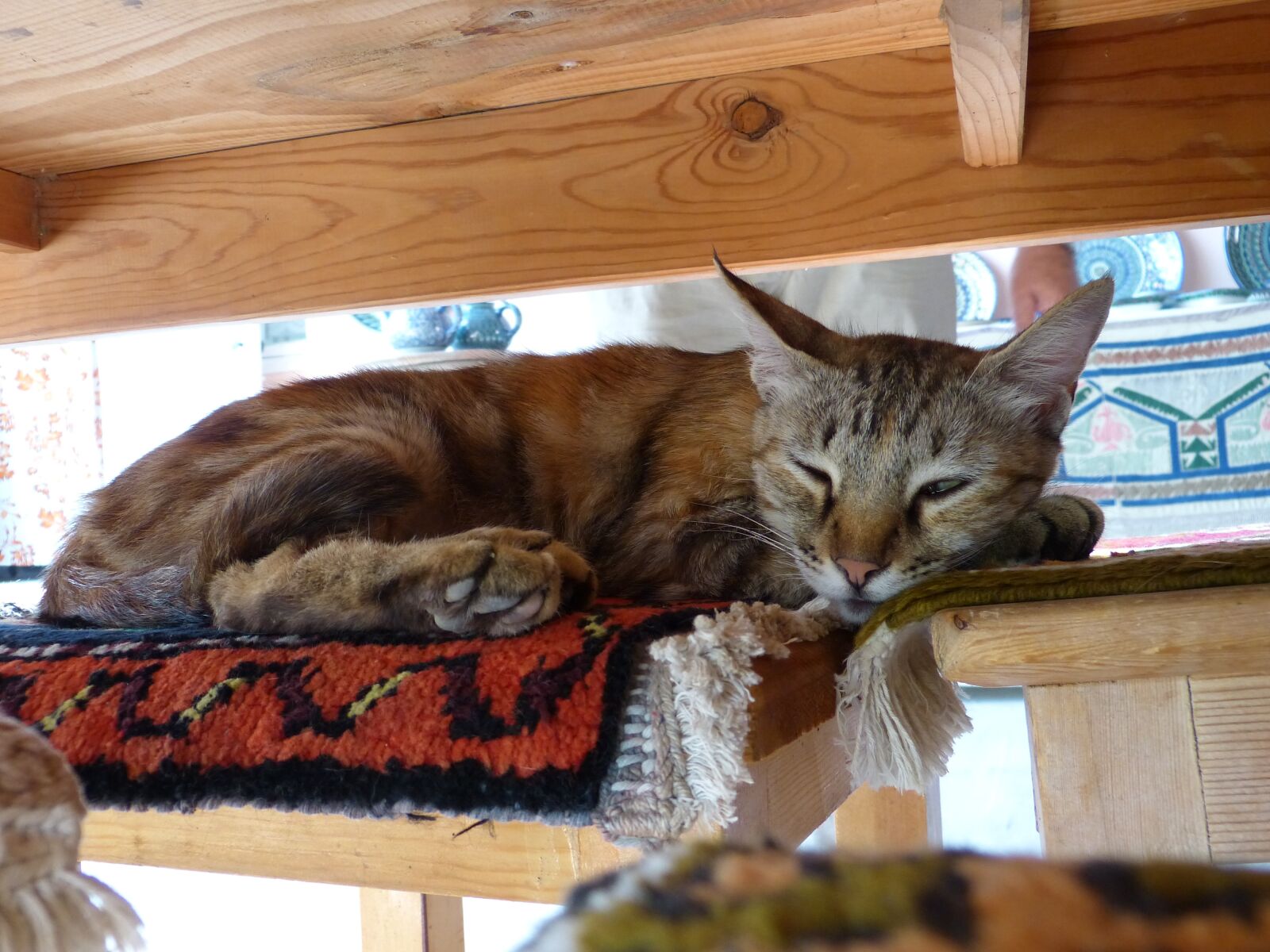 Panasonic Lumix DMC-FZ150 sample photo. Cat, sleep, tired photography