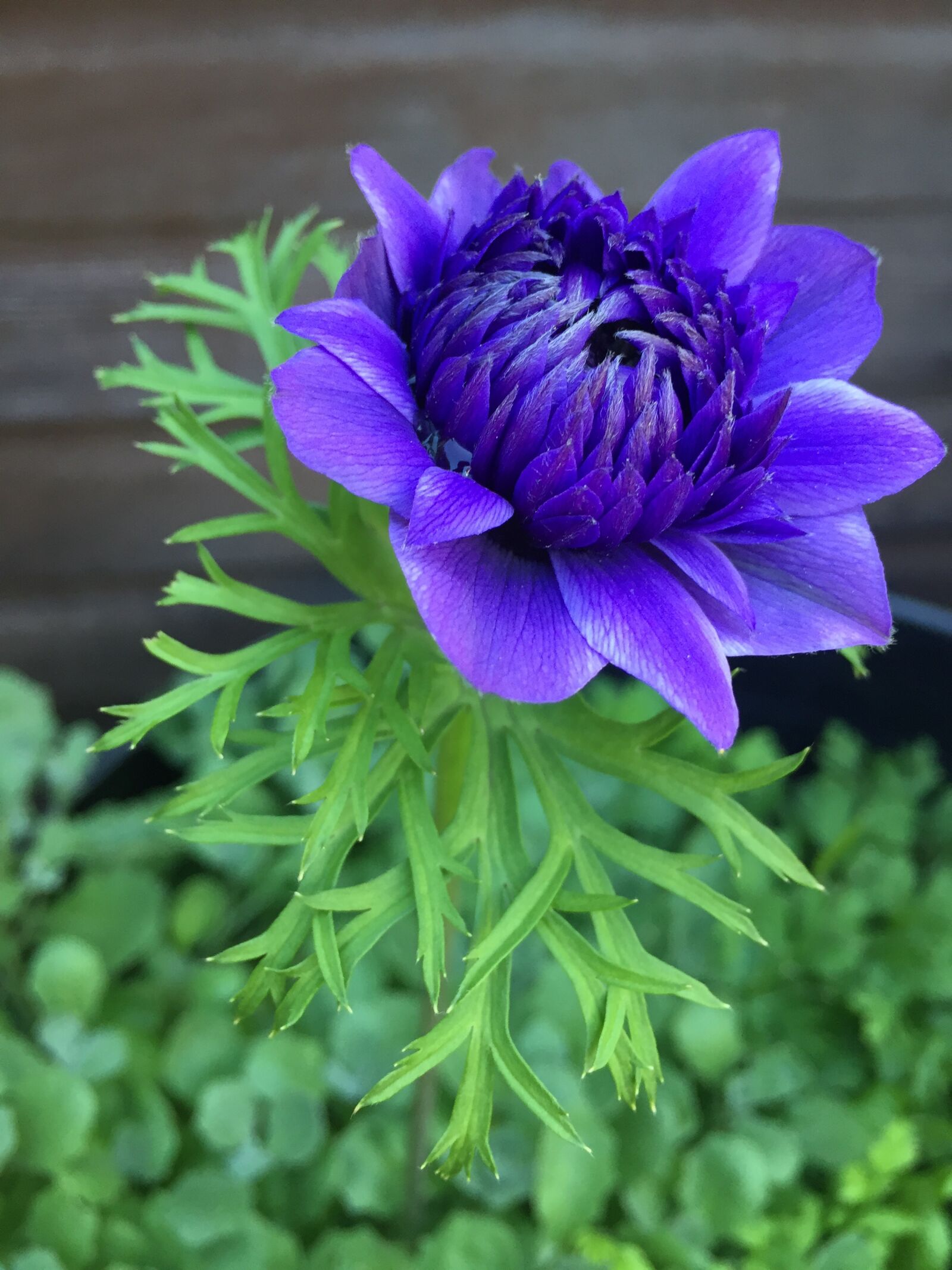 Apple iPhone 6 sample photo. Flower, dahlia, blue photography