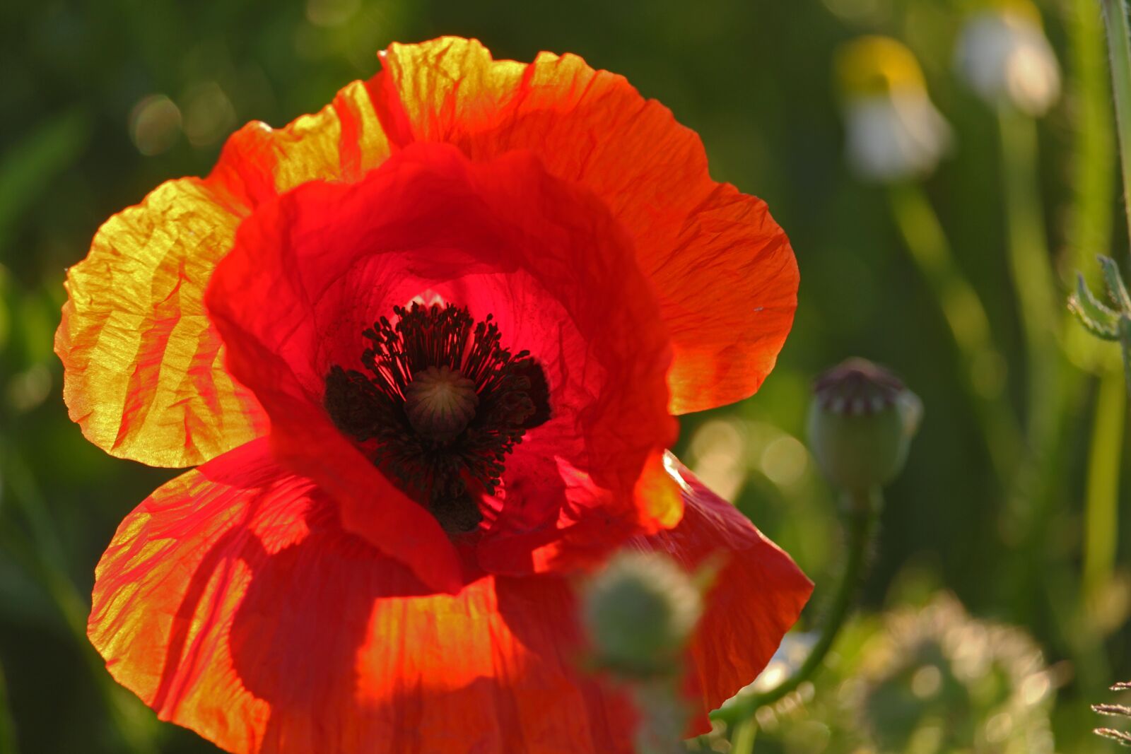 Canon EOS 700D (EOS Rebel T5i / EOS Kiss X7i) sample photo. Flower meadow, nature, poppy photography