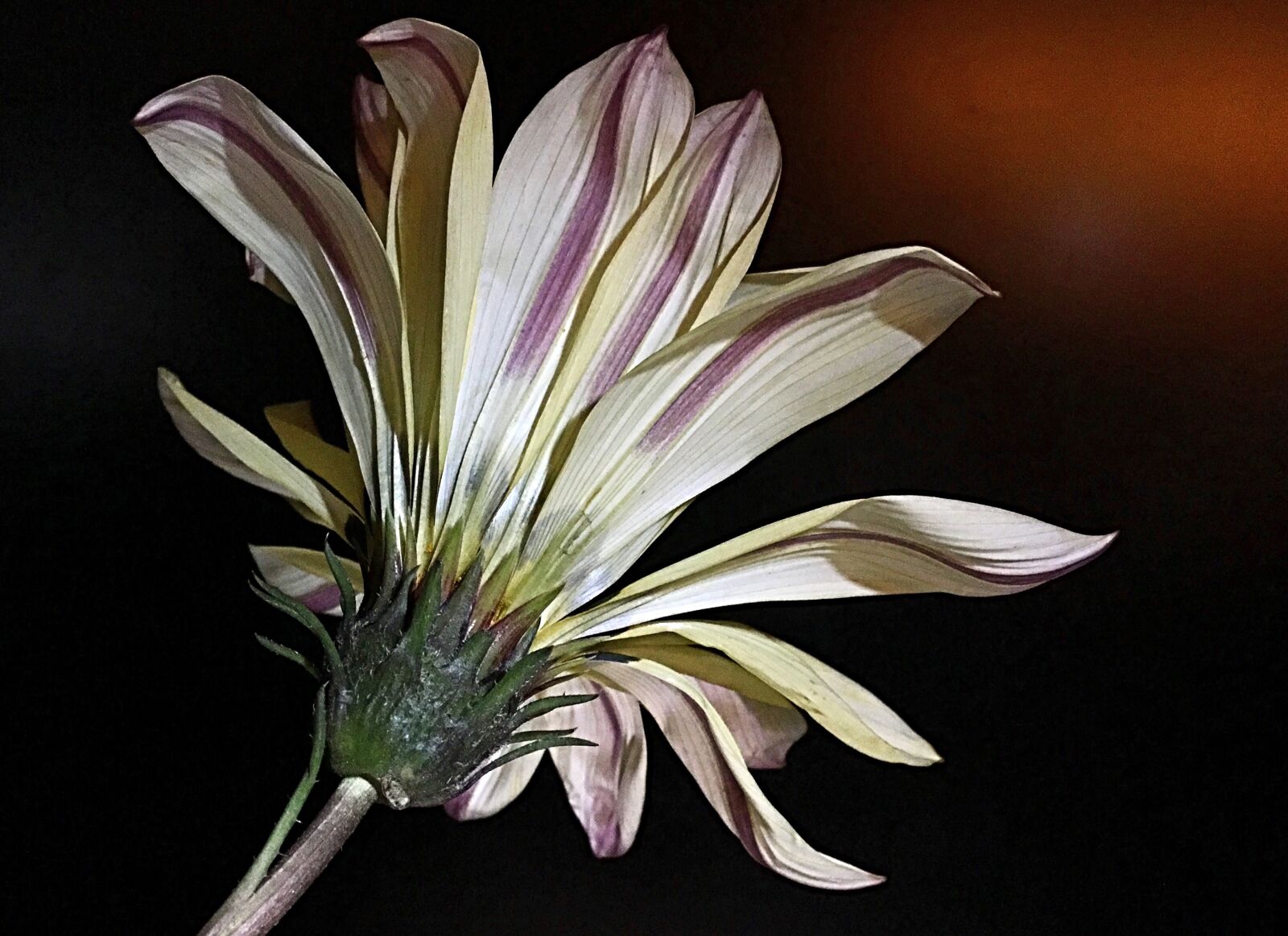 iPhone 6s Plus back camera 4.15mm f/2.2 sample photo. Gazania, yellow flower, yellow photography