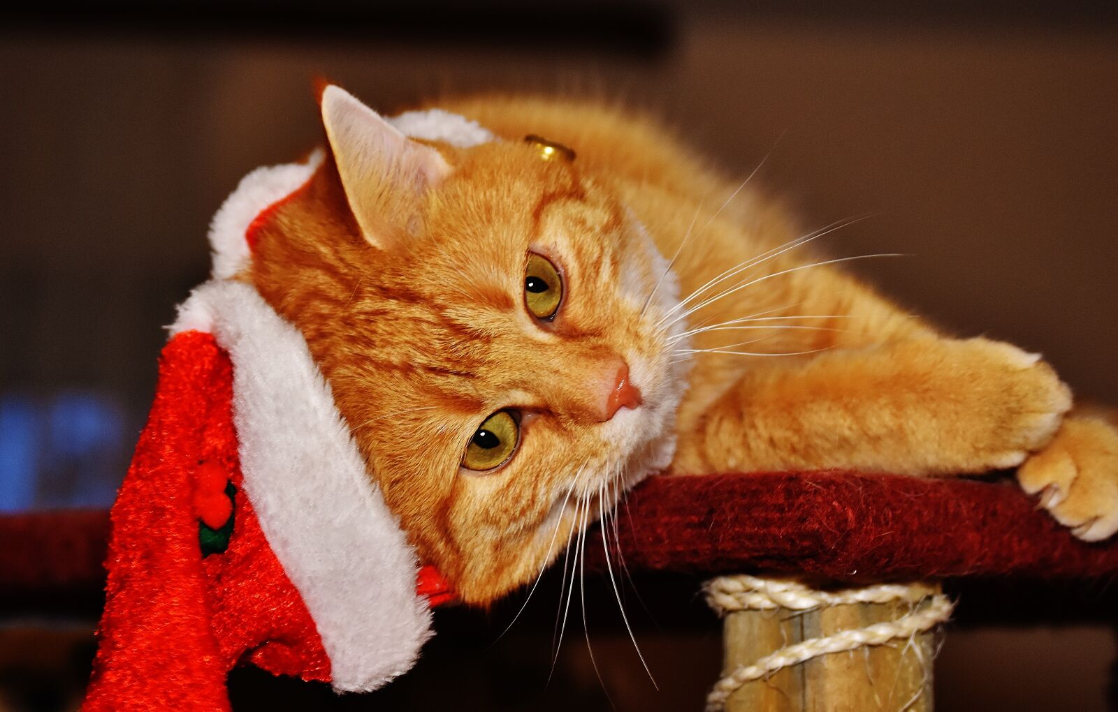 Nikon D7200 sample photo. Cat, red, christmas photography