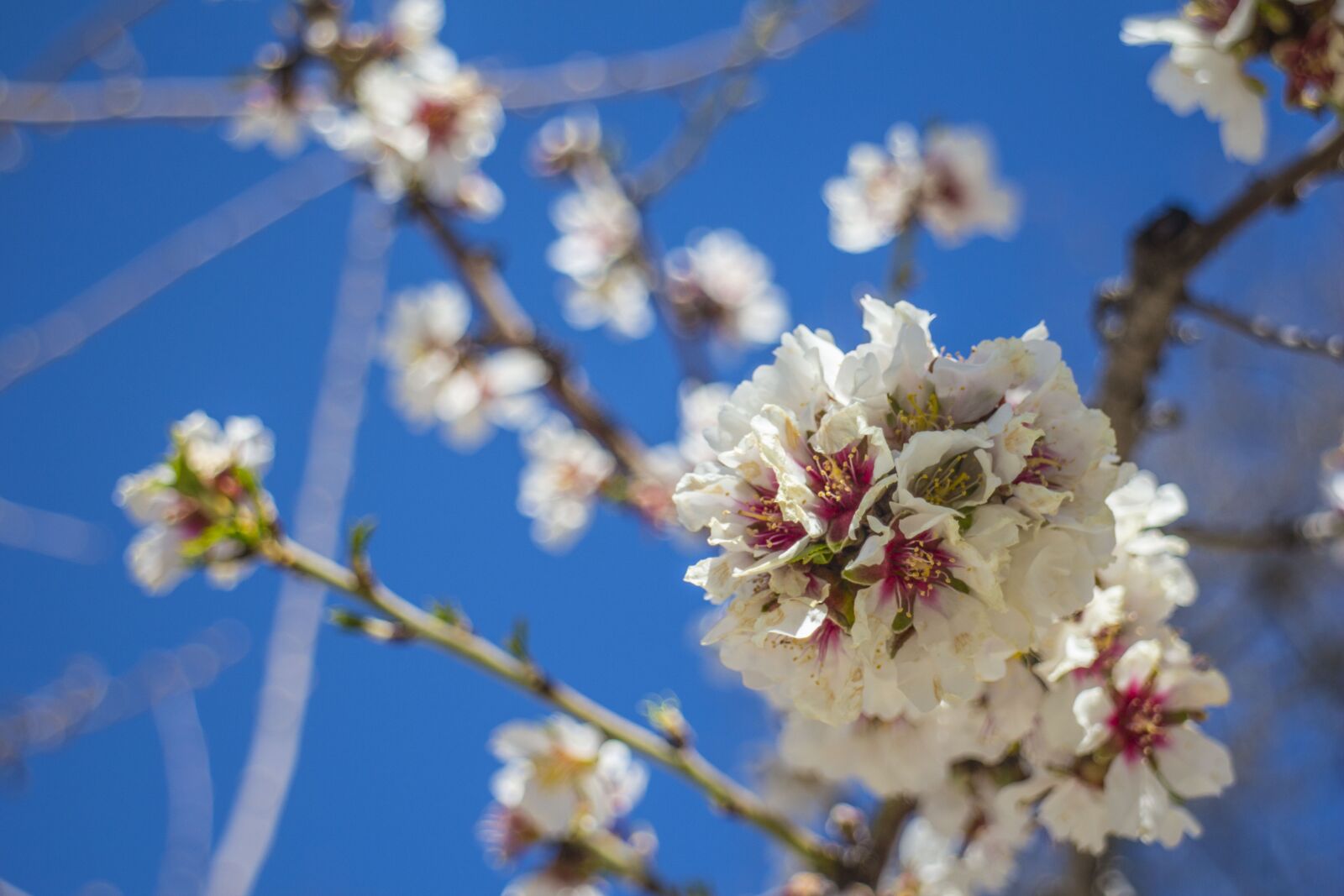 Canon EOS M sample photo. Flower, spring, cherry blossom photography