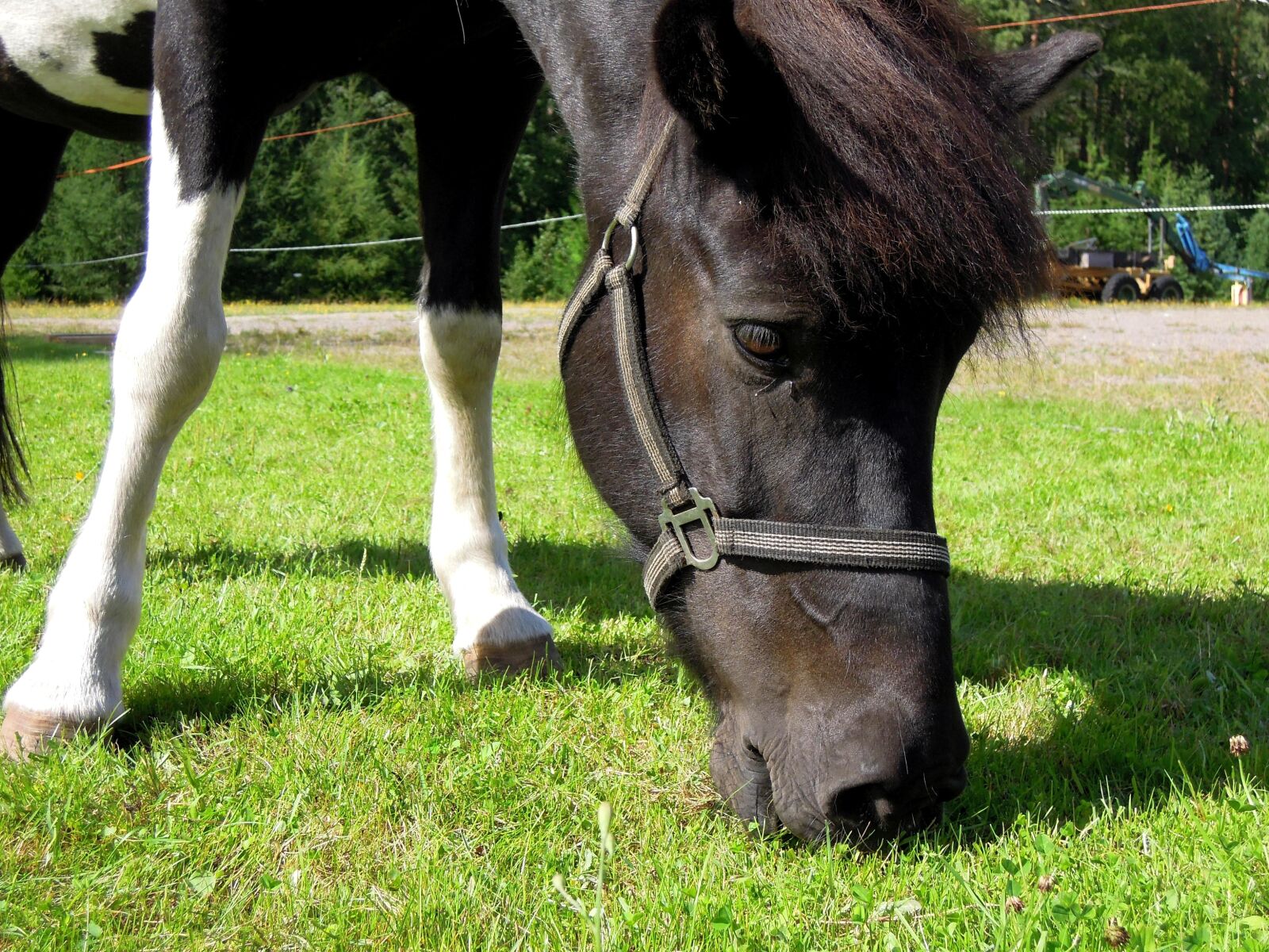 Nikon Coolpix P300 sample photo. Horse, pony, small photography