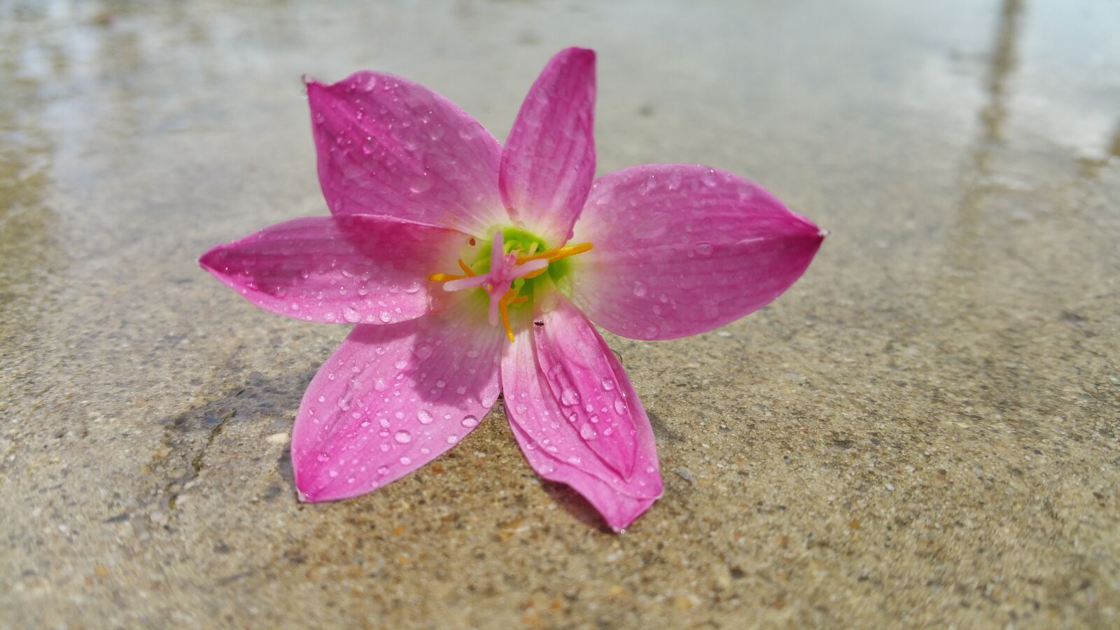 Samsung Galaxy Note4 sample photo. Pink flower, reflection, water photography