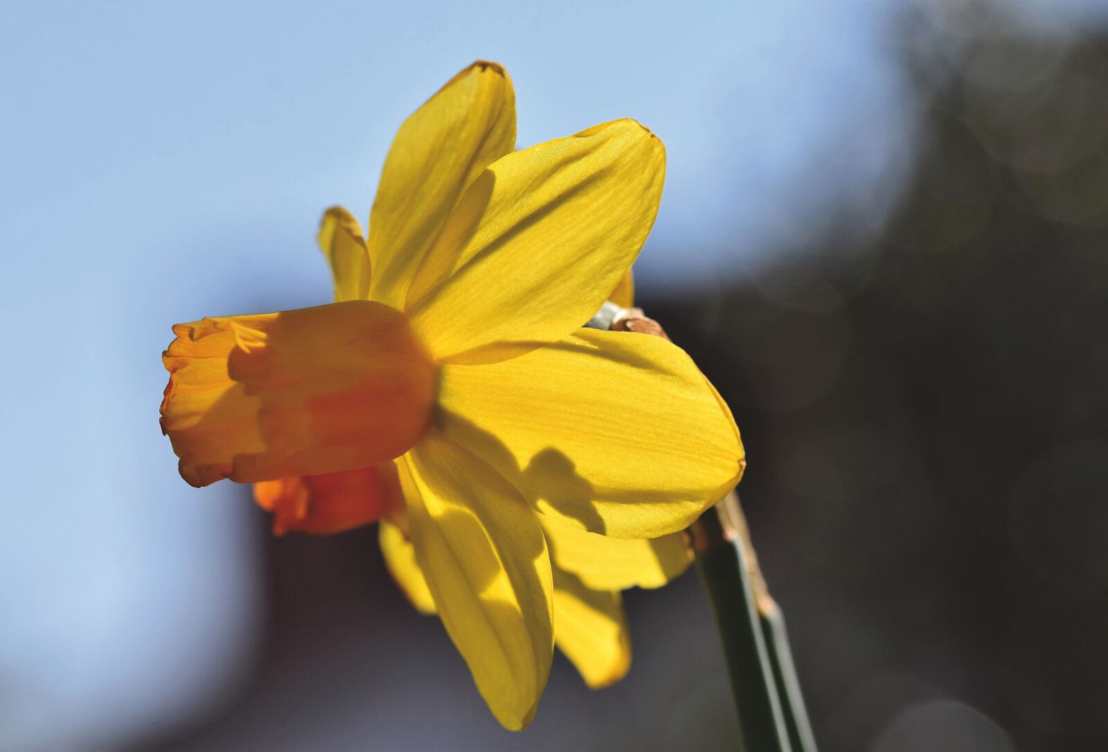 Nikon D7200 sample photo. Narcissus, daffodil, narcissus pseudonarcissus photography
