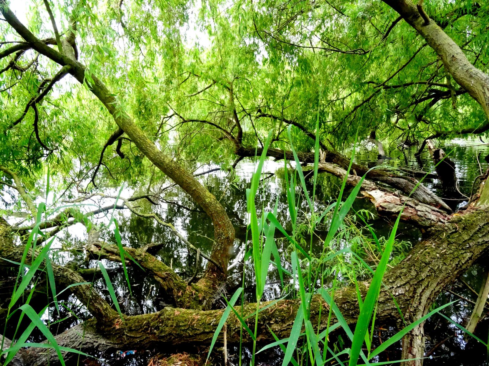 Sony Cyber-shot DSC-HX50V sample photo. Log, branch, pond photography