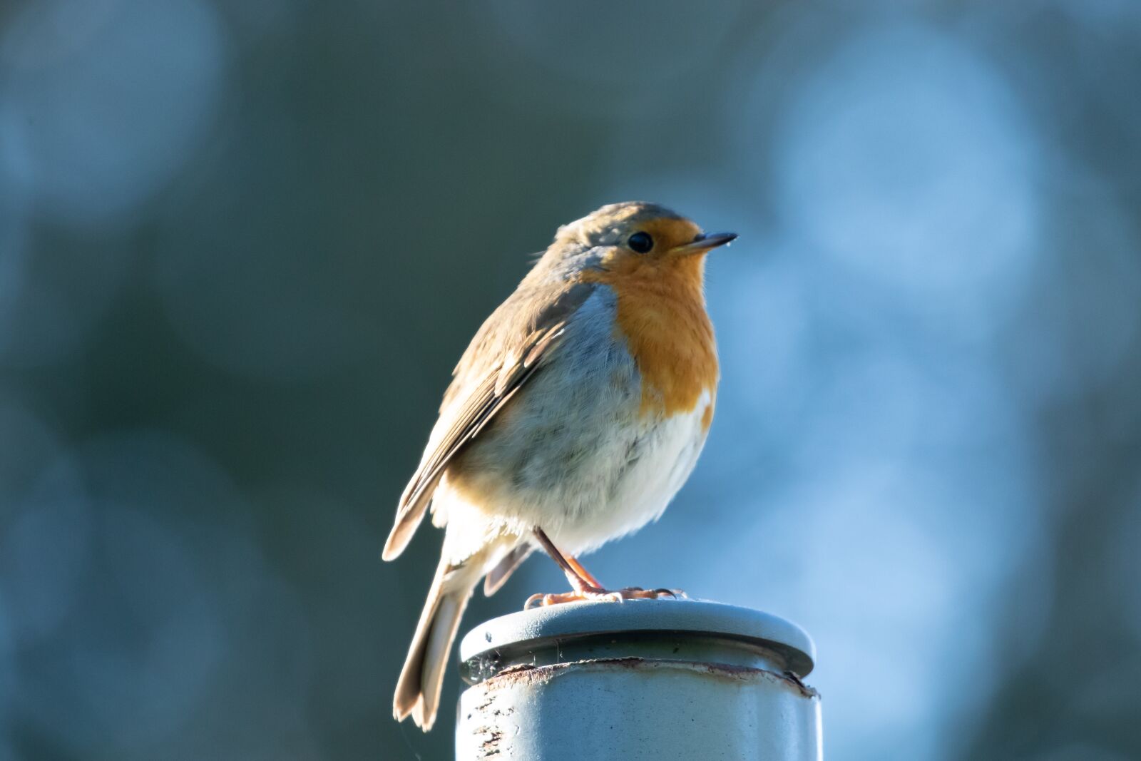 Canon EOS 7D Mark II + Canon EF 100-400mm F4.5-5.6L IS II USM sample photo. Robin redbreast on post photography