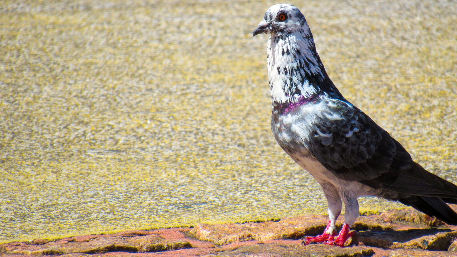 Canon PowerShot SX520 HS sample photo. Pigeon, encyclopedia, nature photography