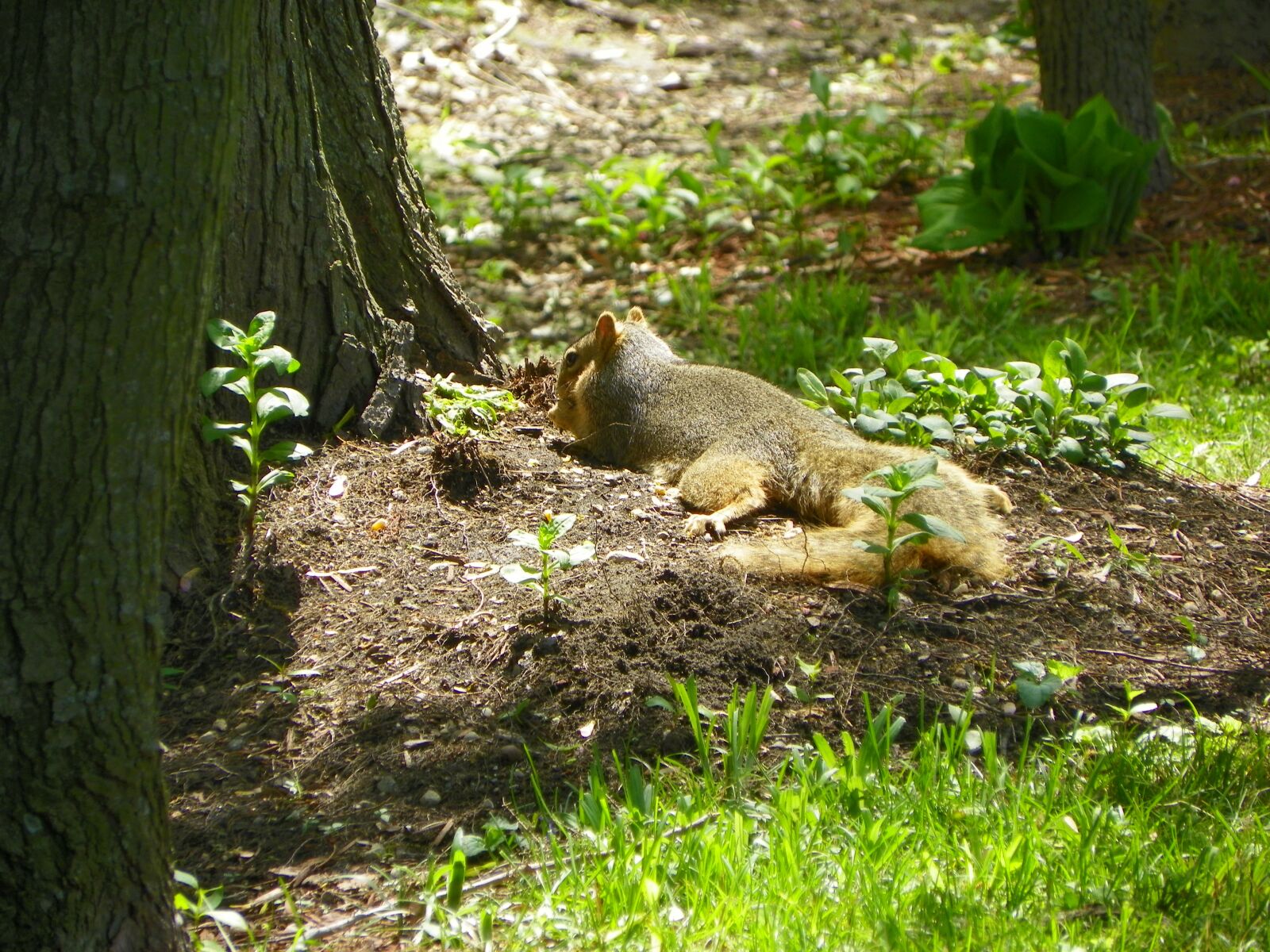 Kodak EasyShare Z981 sample photo. Animal, squirrel, lounging photography