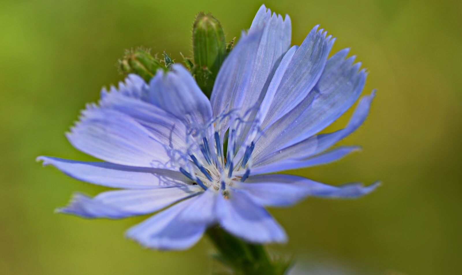 Nikon D5100 sample photo. Flower, colors, colorful photography