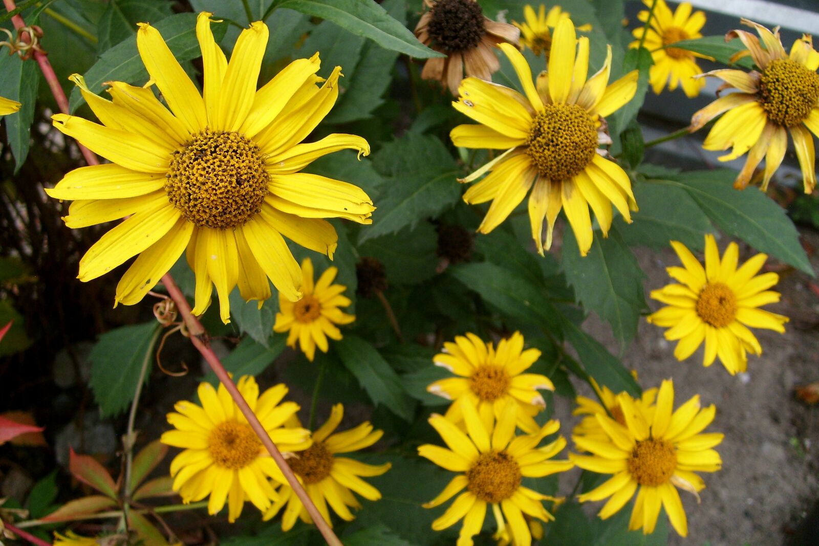 Samsung KENOX S730  / Samsung S730 sample photo. Yellow, flowers, nature photography