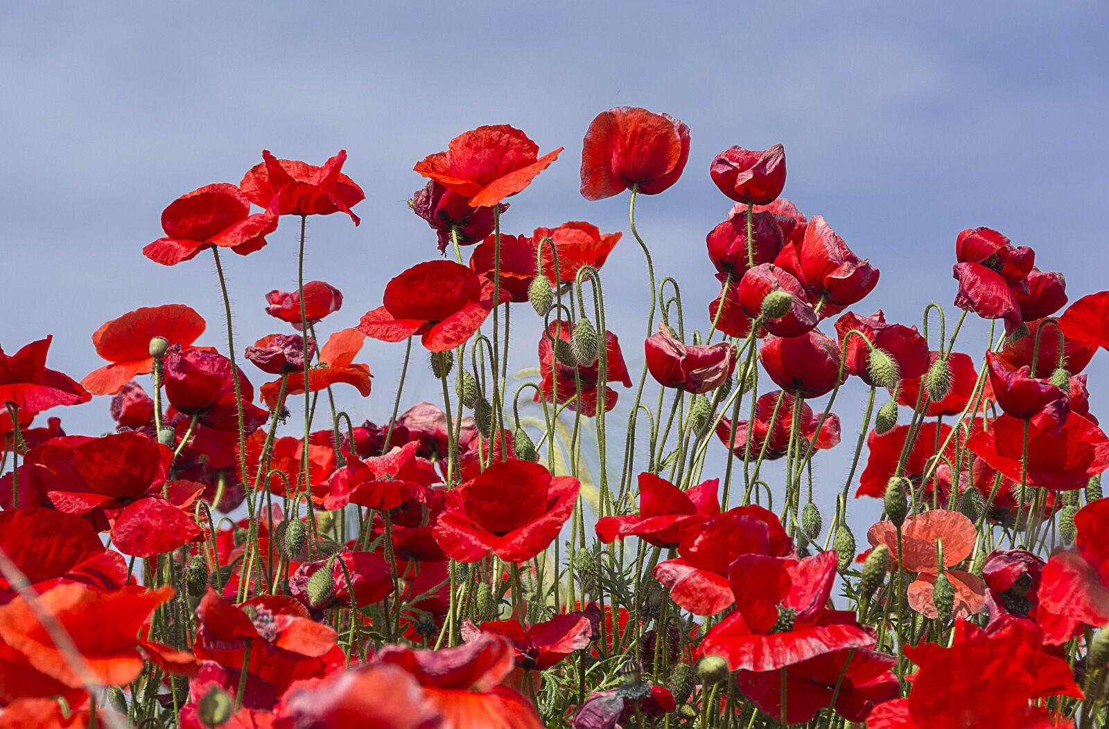 Nikon D7100 sample photo. Flowers, spring, nature photography