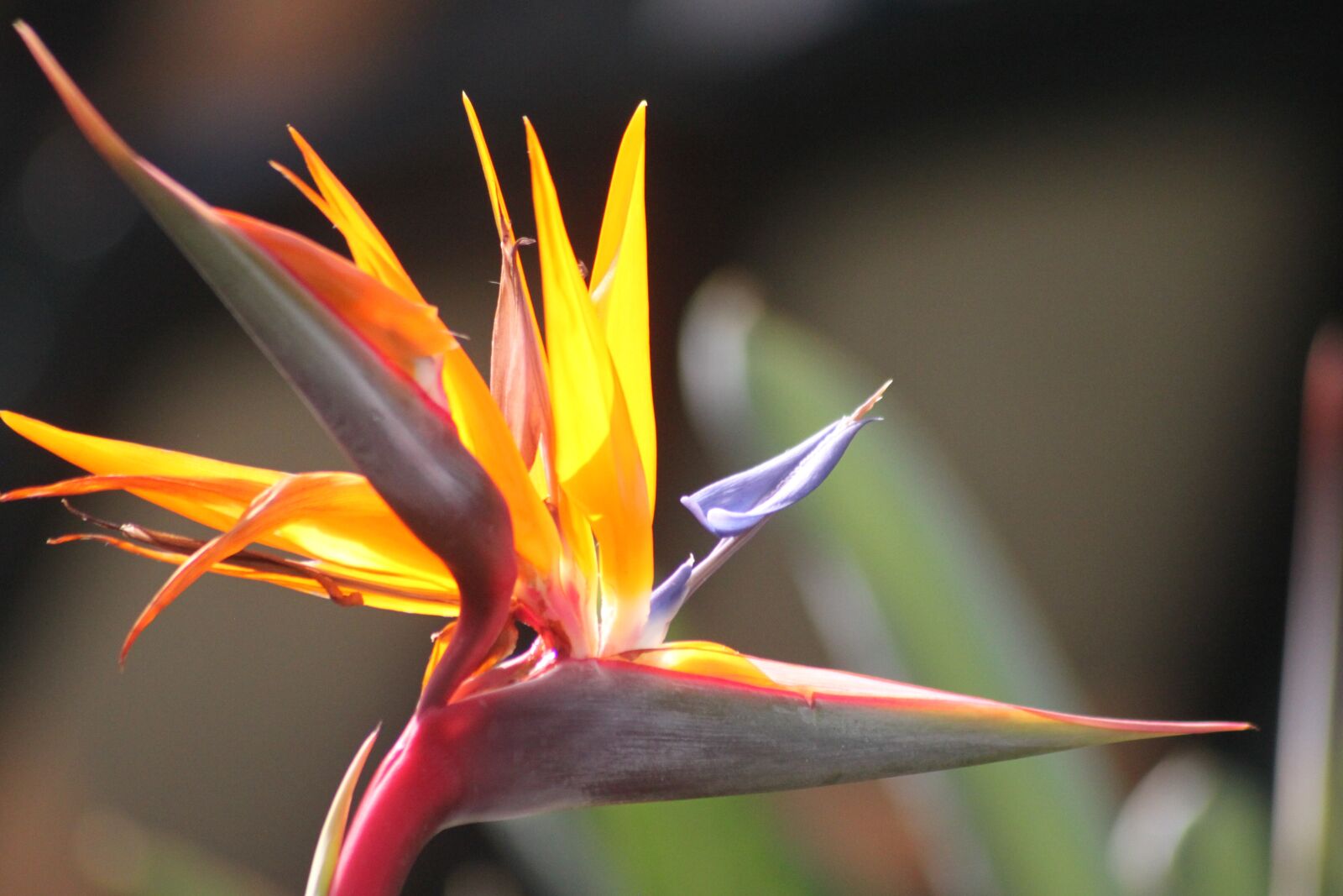Canon EOS 500D (EOS Rebel T1i / EOS Kiss X3) sample photo. Caudata, bird of paradise photography