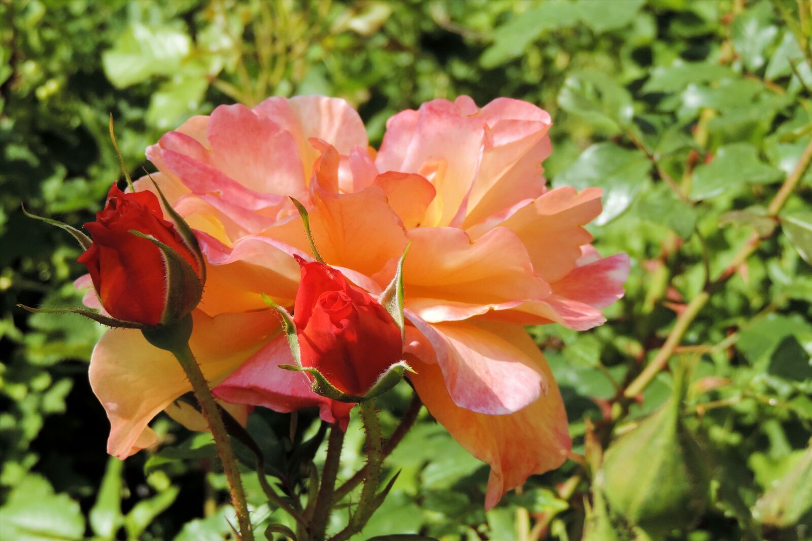 Nikon Coolpix P520 sample photo. Rose, rose bud, blossom photography