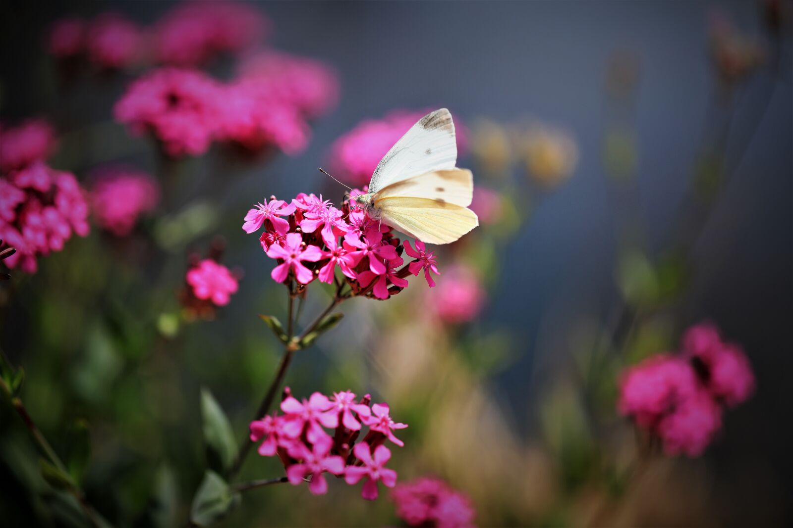 Canon EF 100mm F2.8L Macro IS USM sample photo. Butterfly, flowers, insects photography