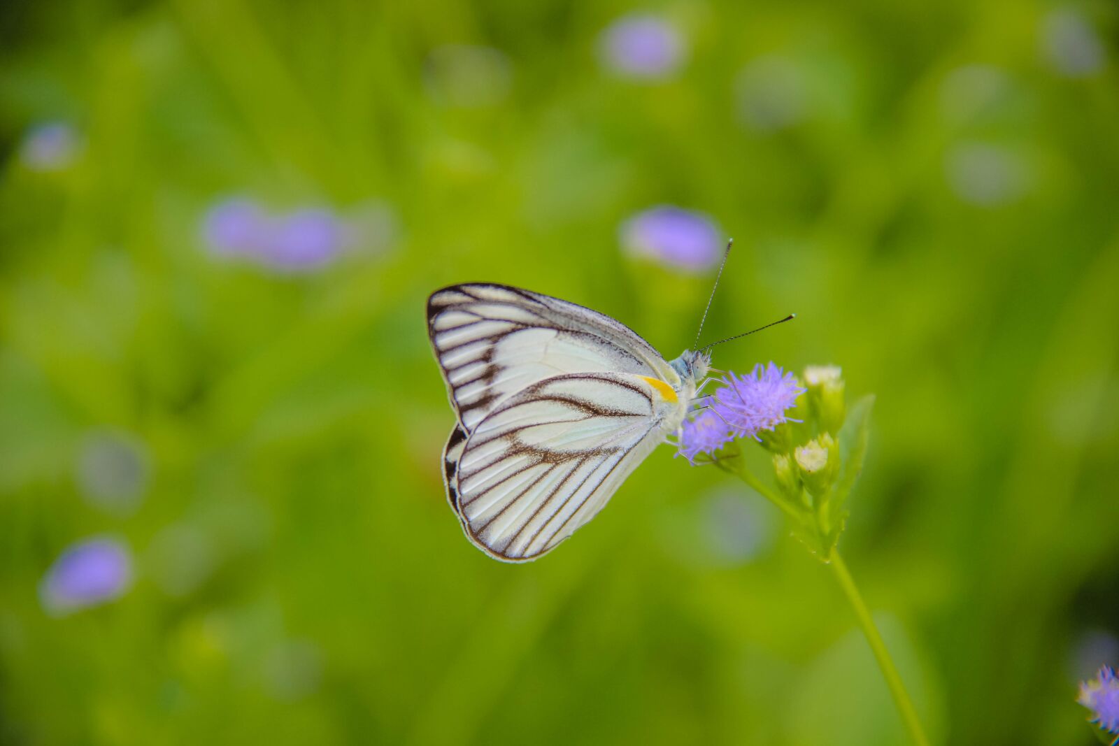 Canon EOS 600D (Rebel EOS T3i / EOS Kiss X5) sample photo. Insects, butterfly caterpillar leaves photography