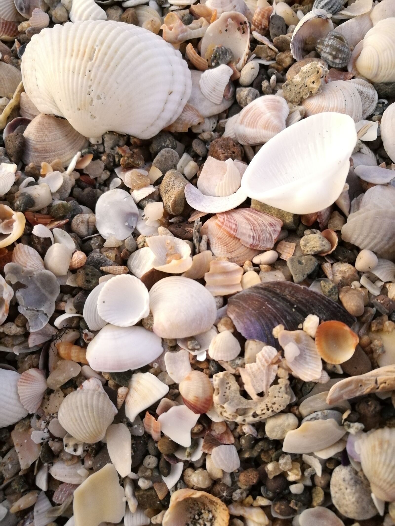 HUAWEI P9 sample photo. Mussels, beach, sea photography