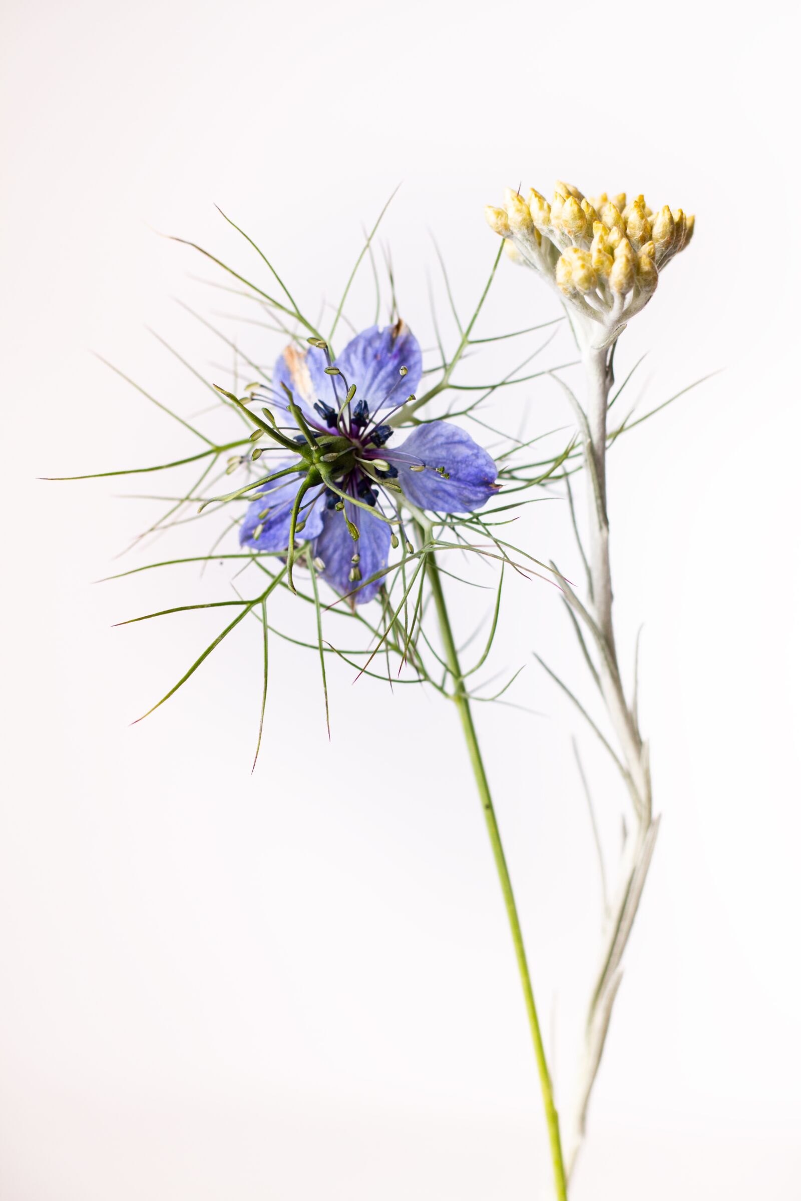 Canon EOS 7D sample photo. Flowers, blue, yellow photography