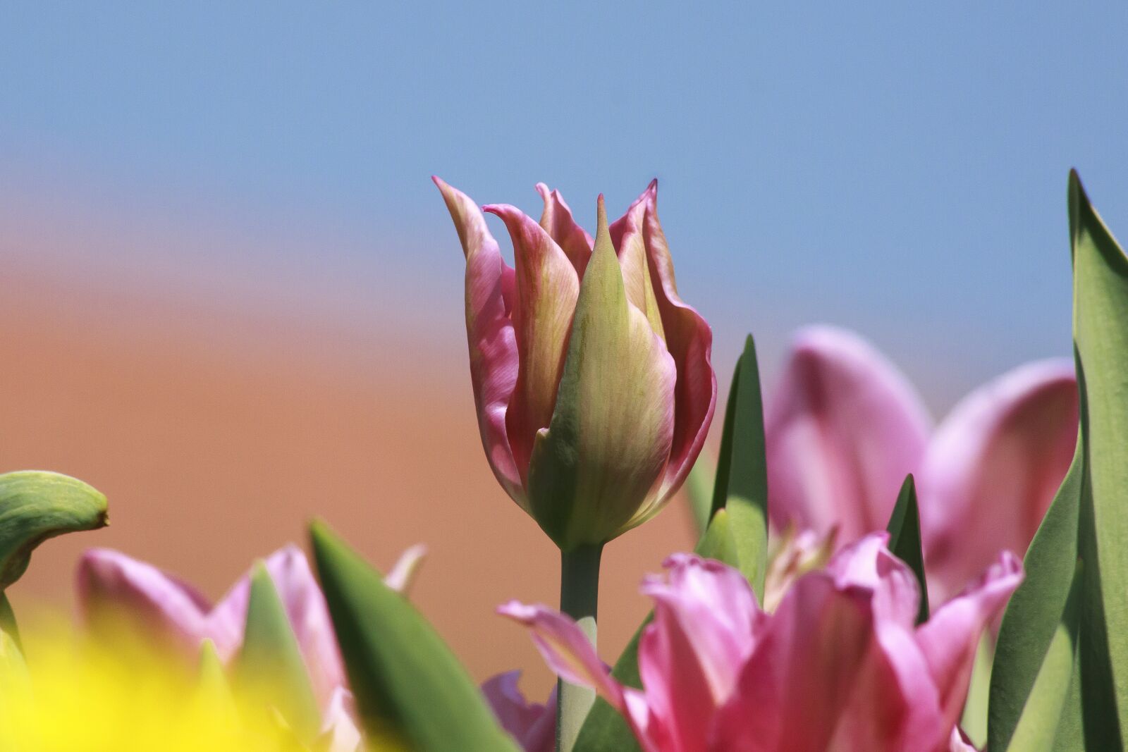 Canon EF 70-300mm F4-5.6 IS USM sample photo. Tulip, lilies, spring photography
