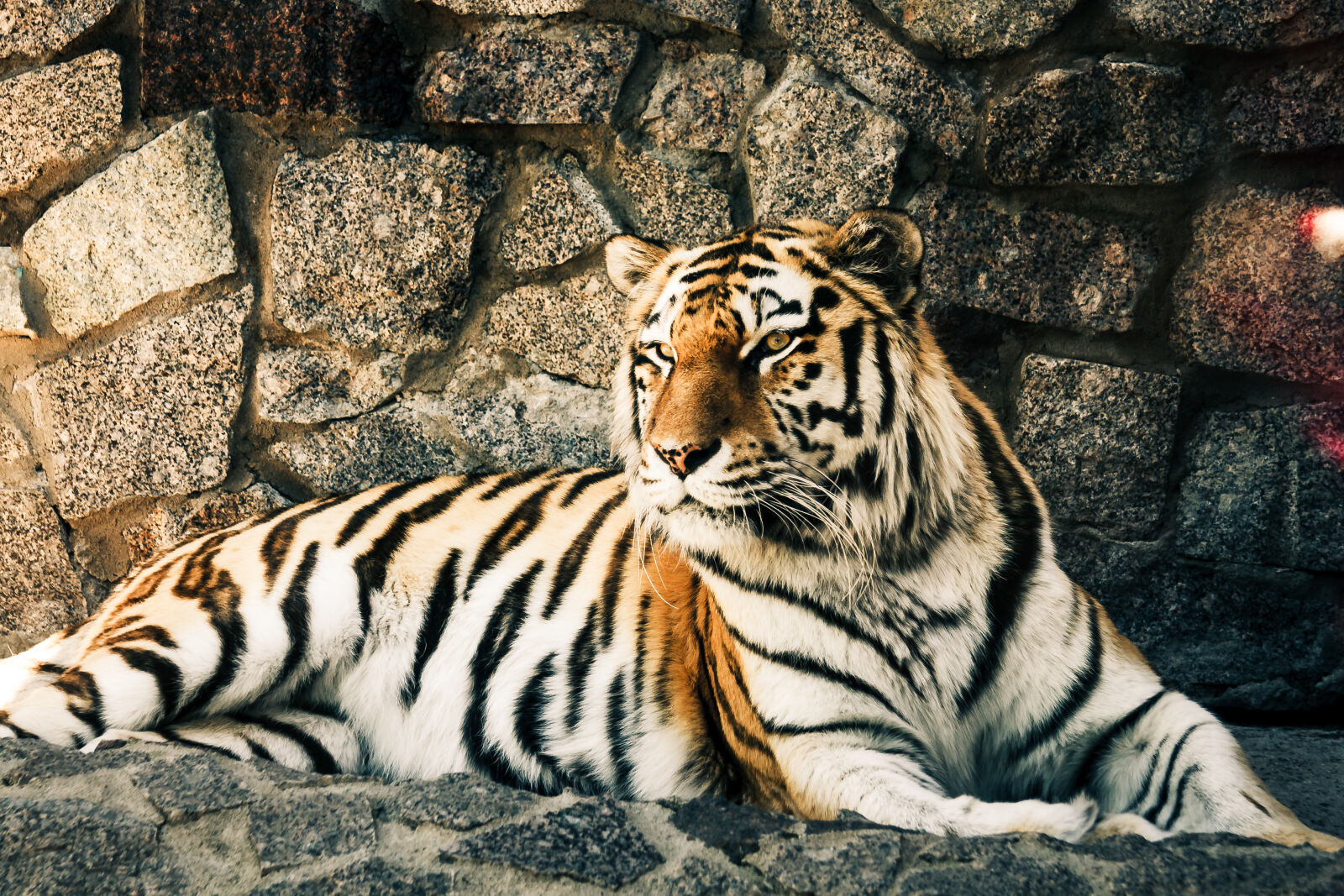 Canon EF-S 17-85mm F4-5.6 IS USM sample photo. Tiger, zoo photography