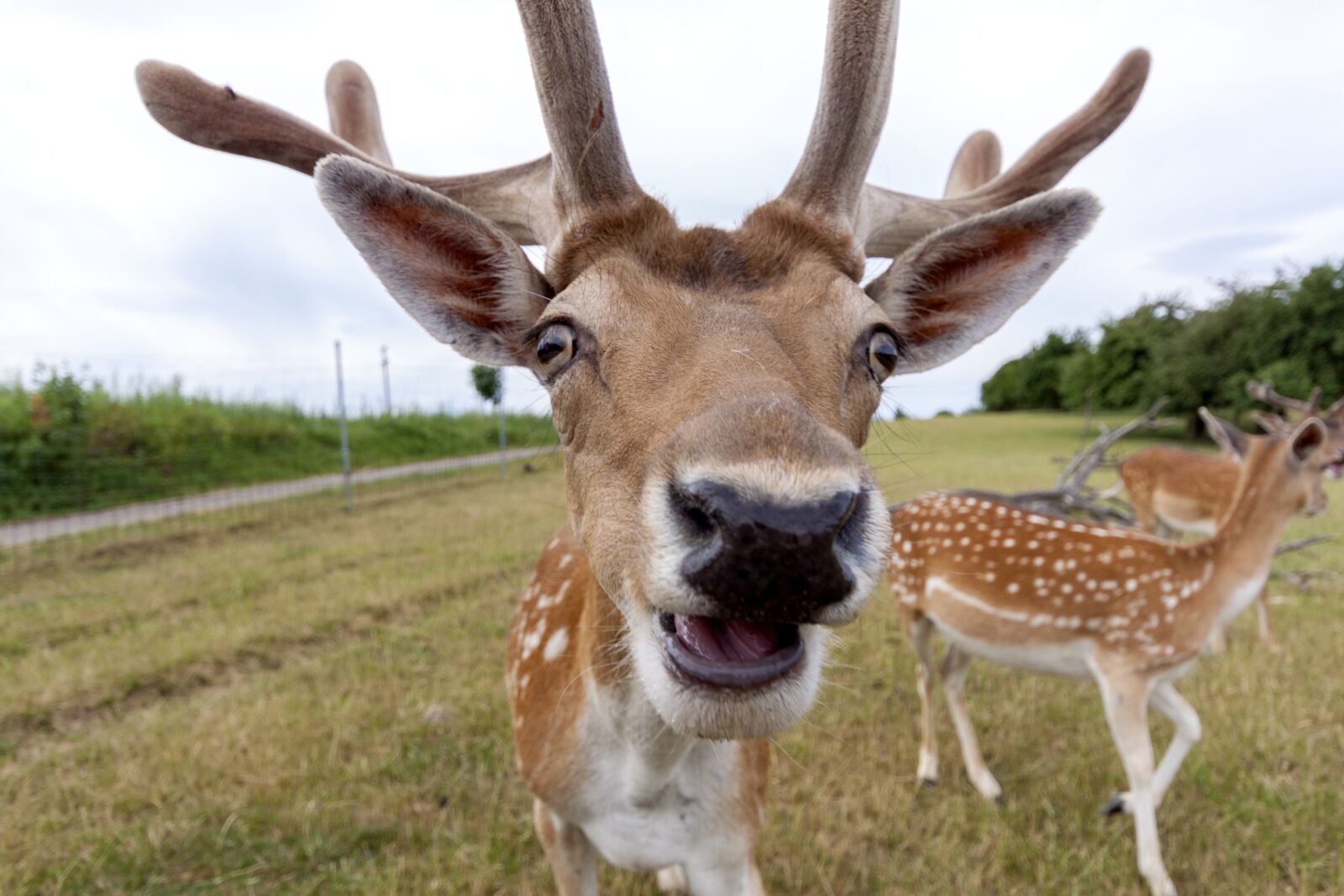 Canon EOS 50D sample photo. Roe deer, hirsch, wild photography