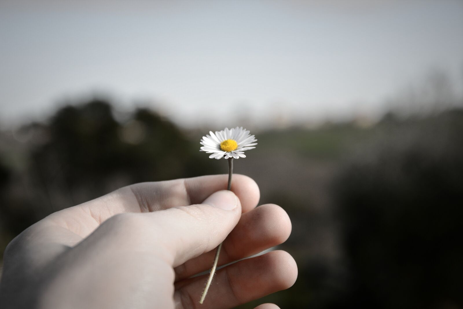 Nikon D5200 sample photo. White flower, nature, flourished photography