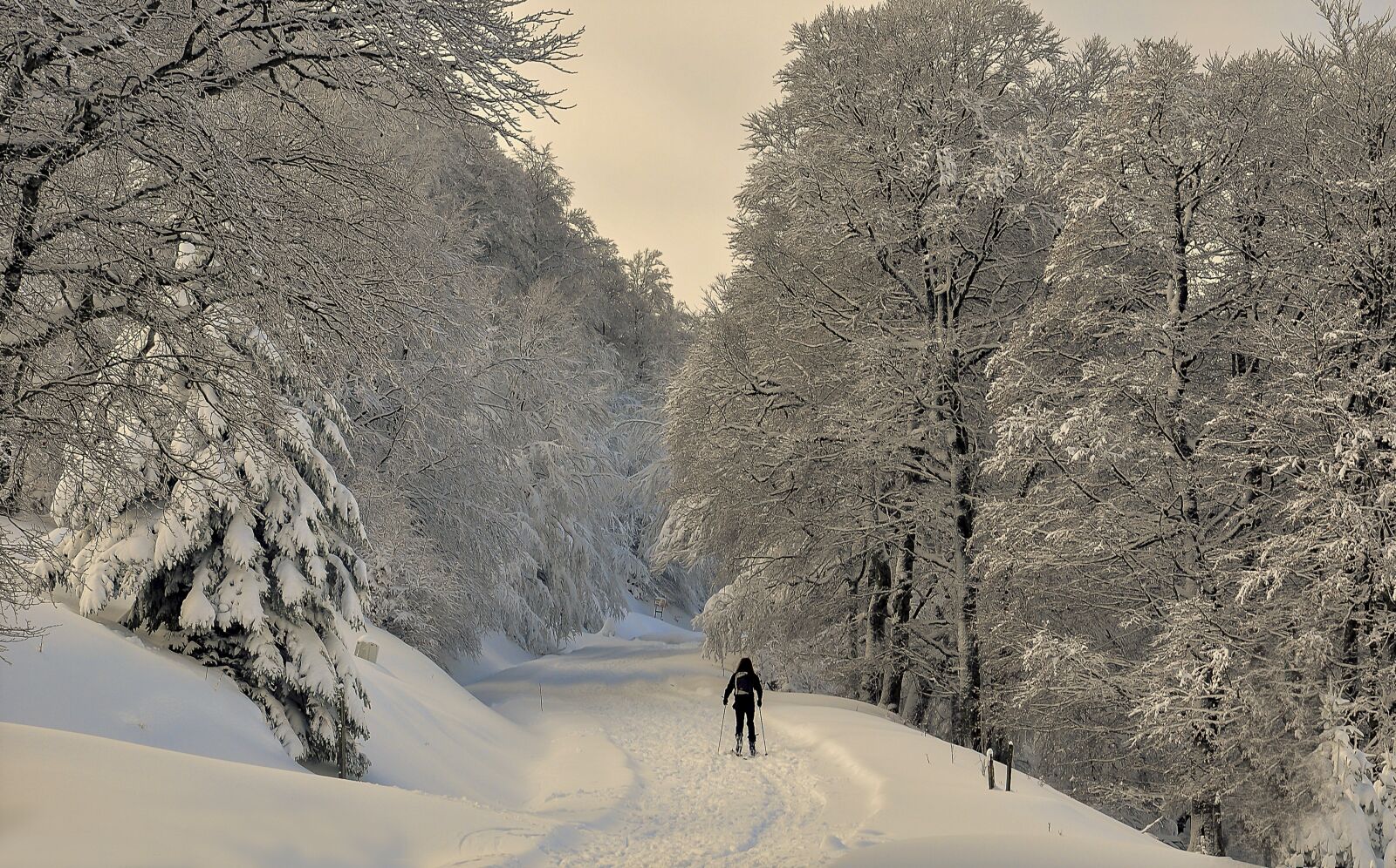 Nikon D90 sample photo. Irati, snow, forest photography