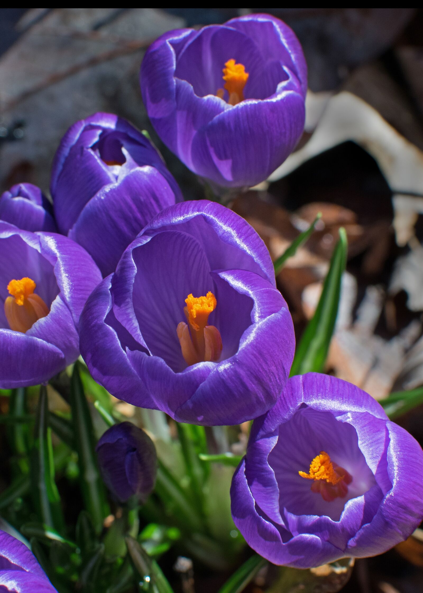 Nikon D3300 sample photo. Flower, nature, garden photography
